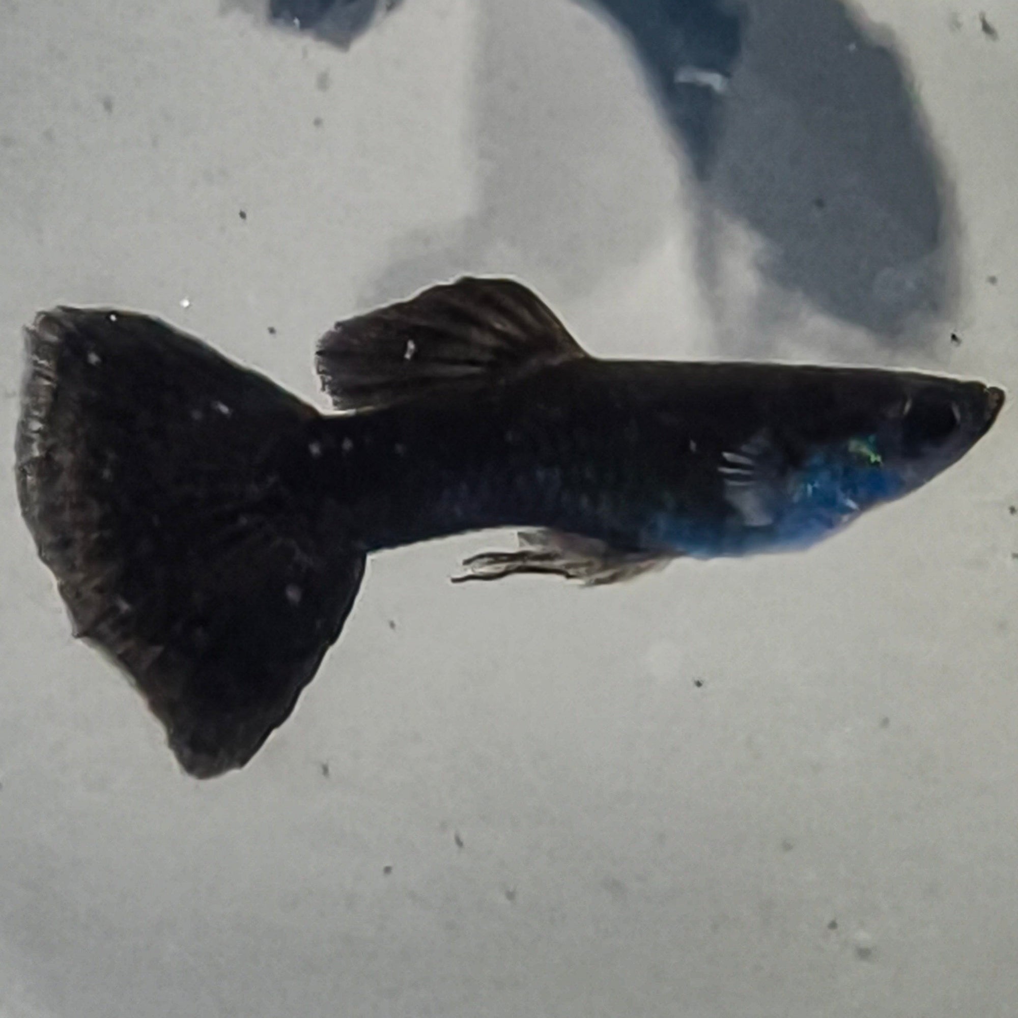 Black Moscow Guppy