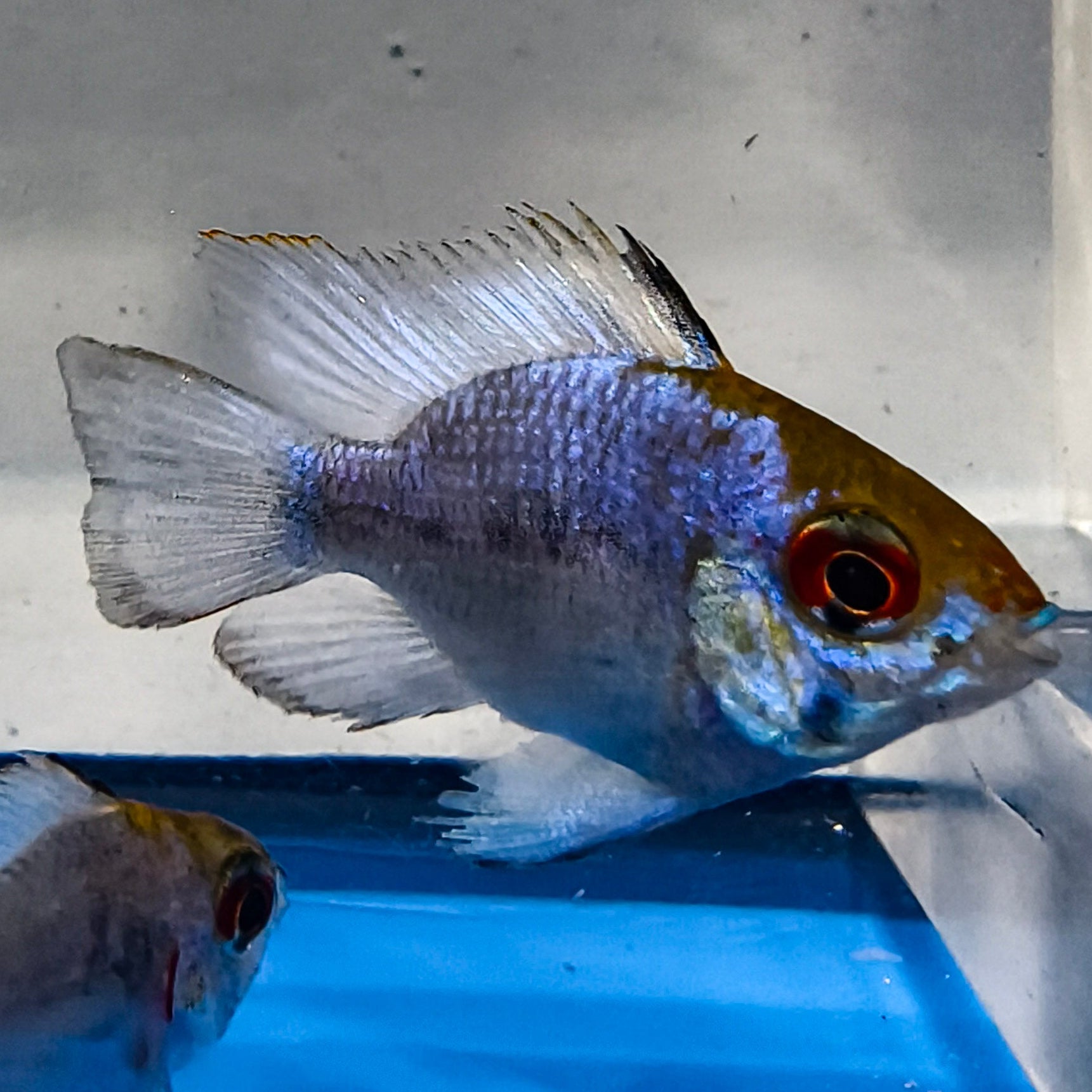Electric Blue Balloon Ram