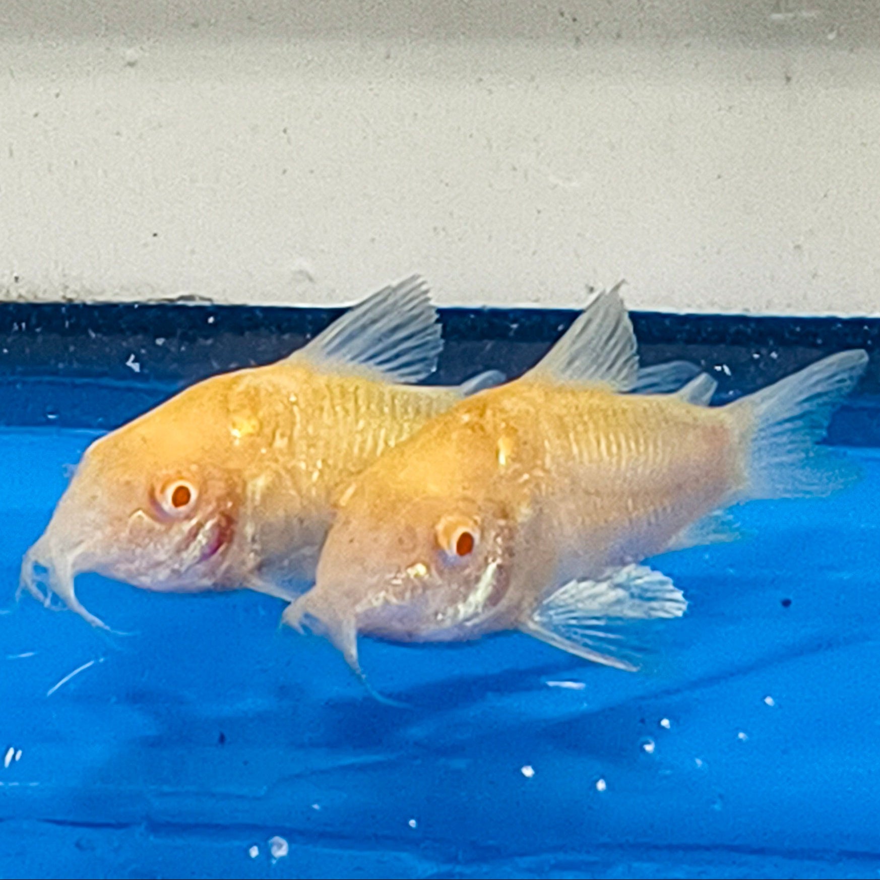 Albino Cory Catfish