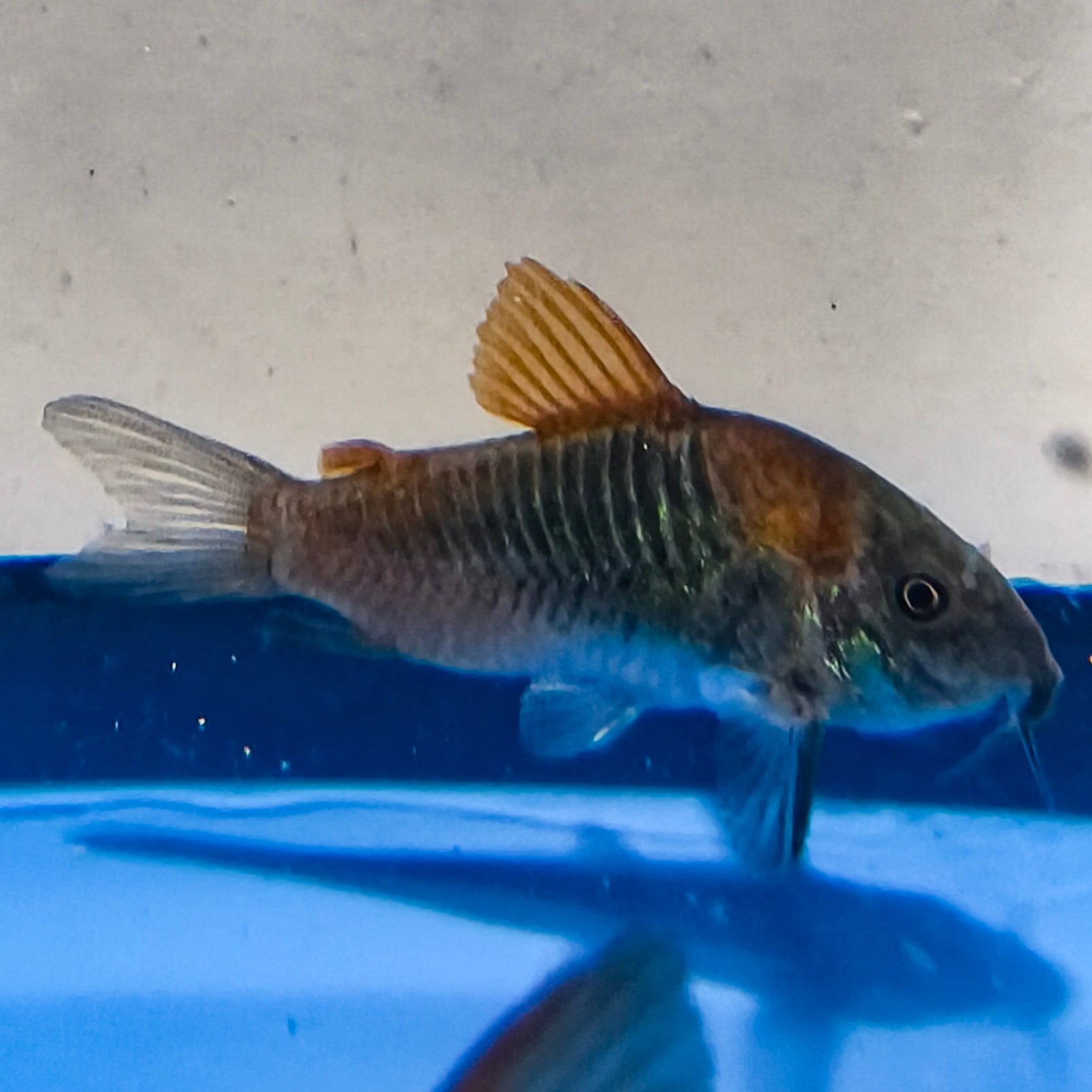 Orange Venezuelan Cory Catfish
