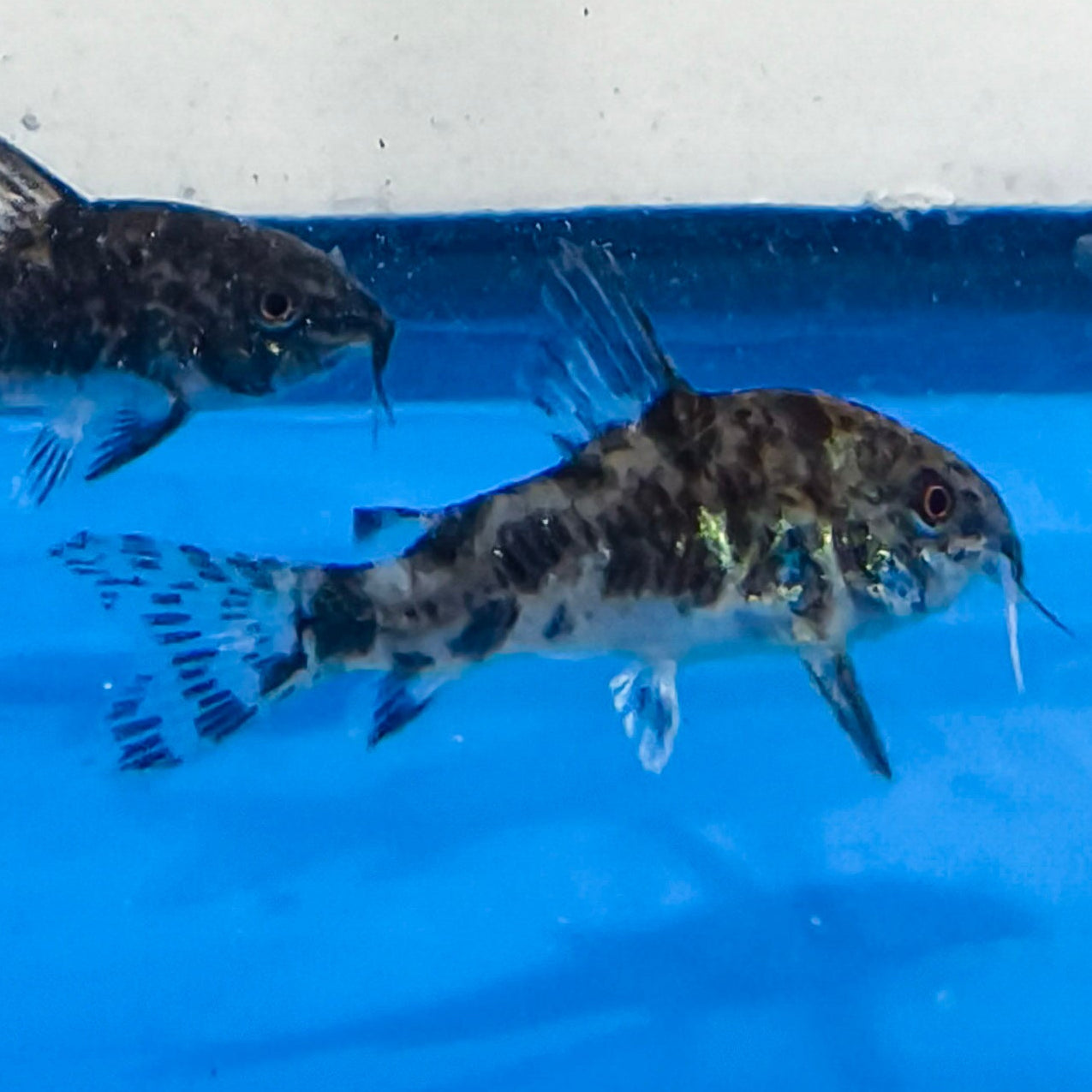 Peppered Cory Catfish