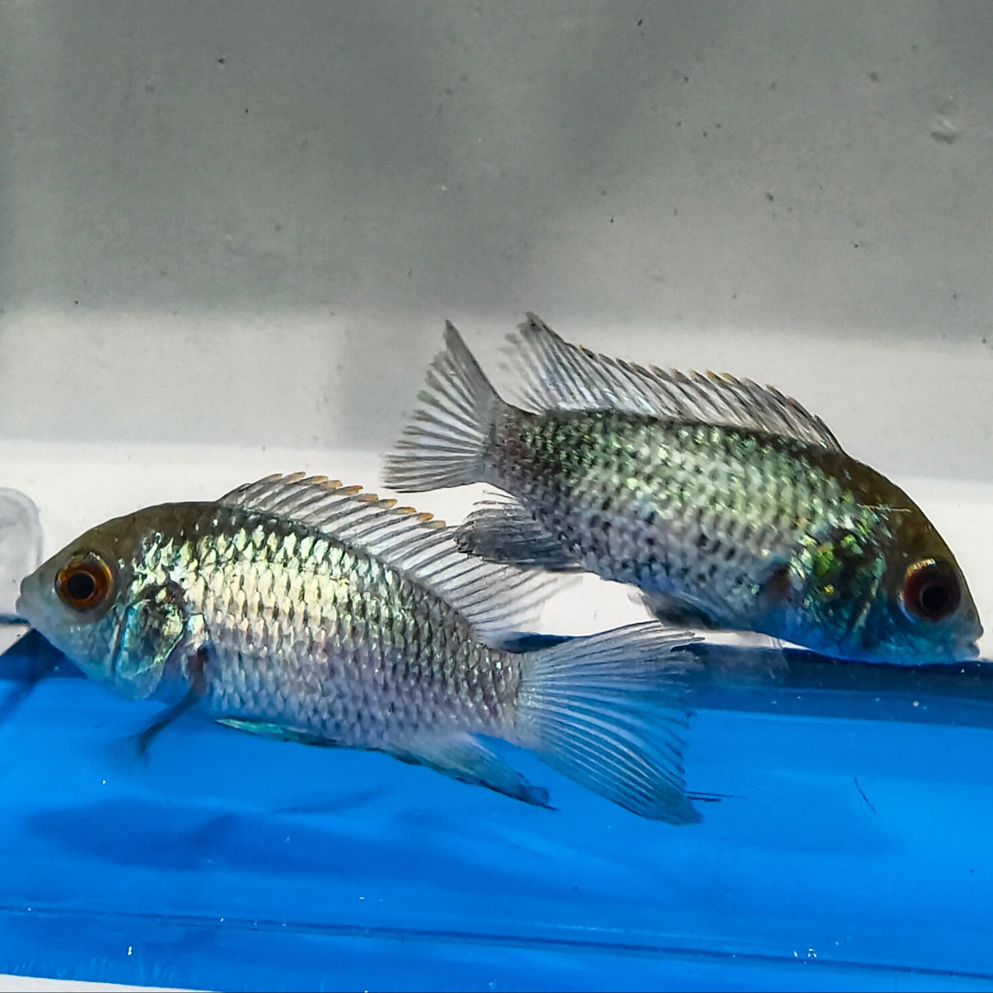 Electric Blue Acara