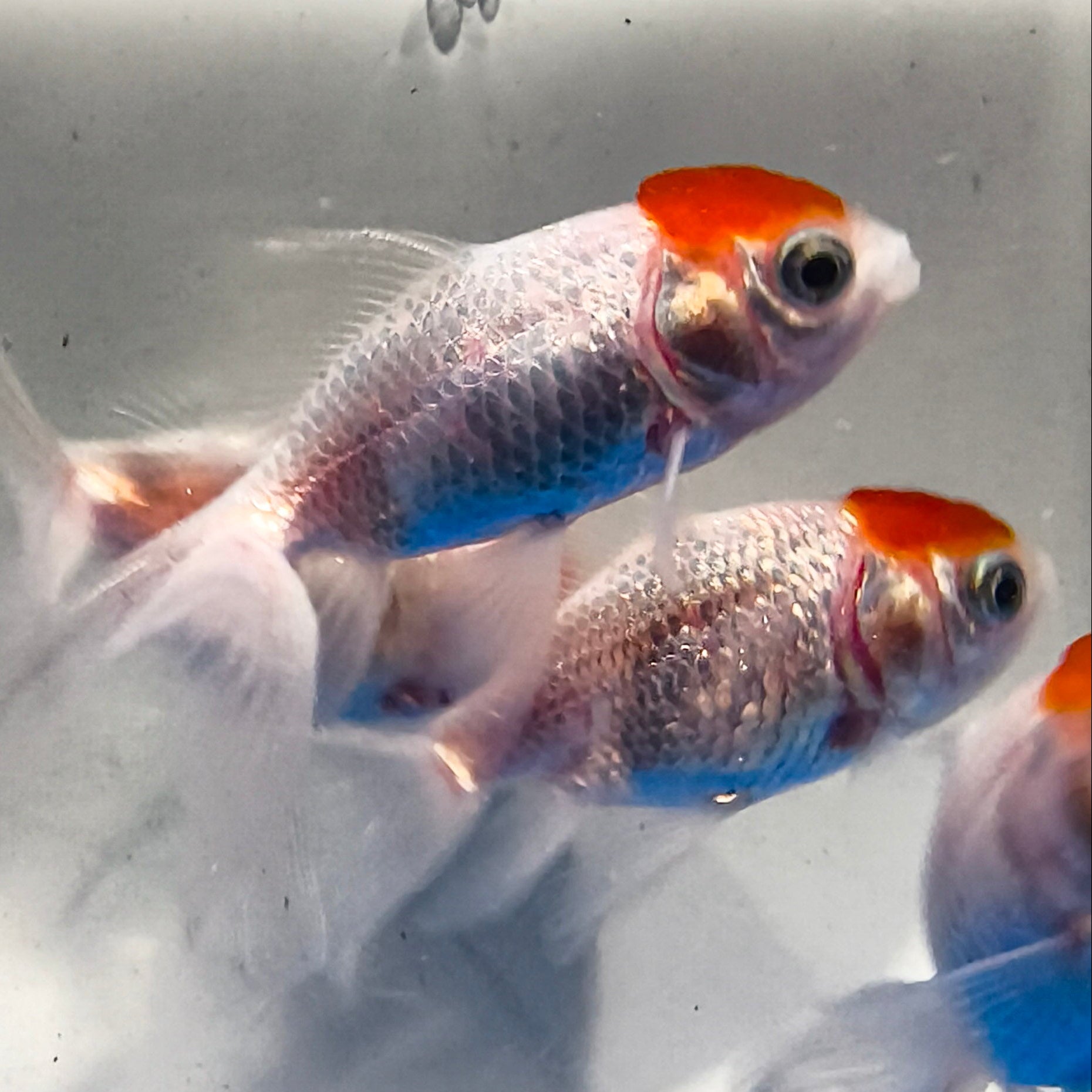 Red Cap Oranda Goldfish