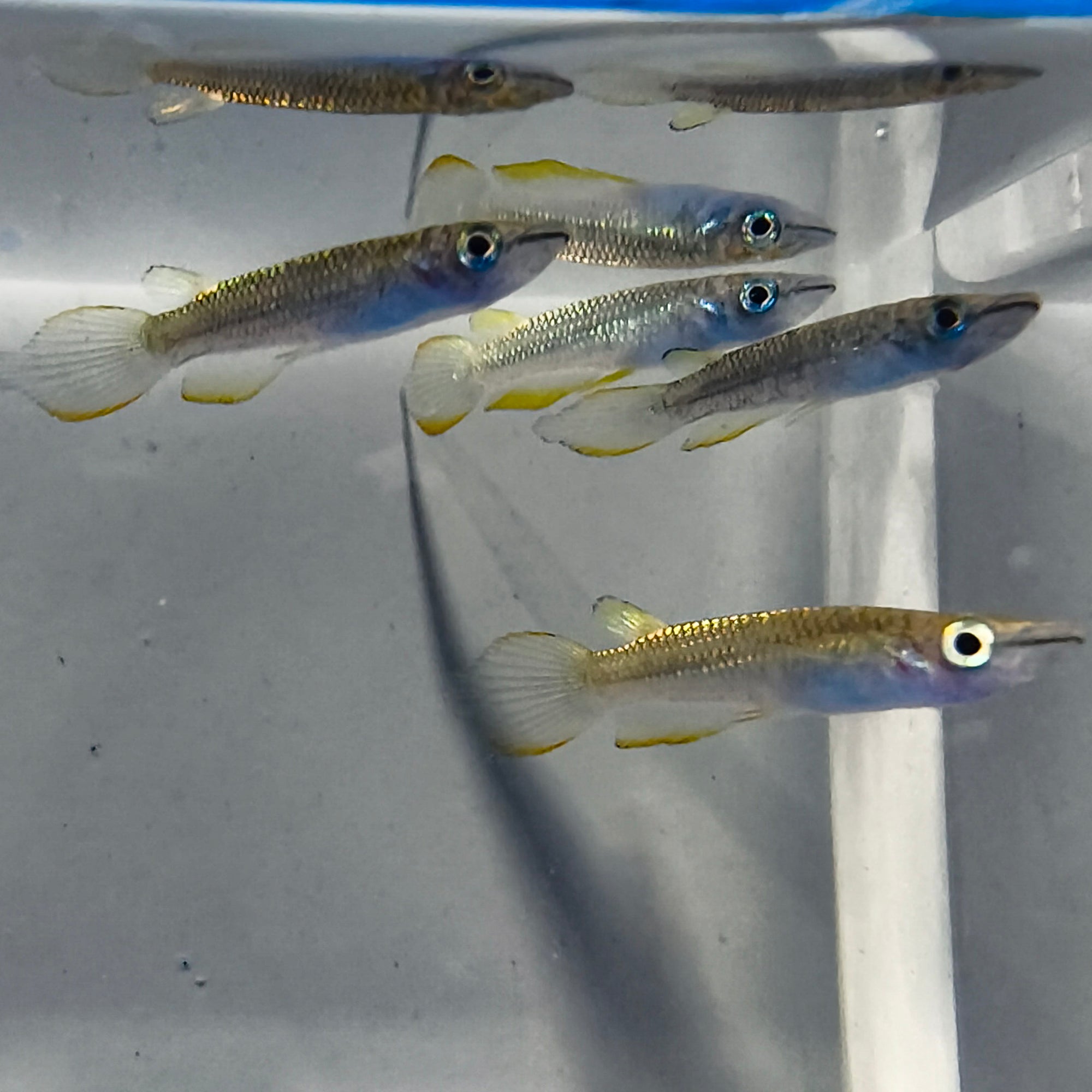 Golden Wonder Killifish