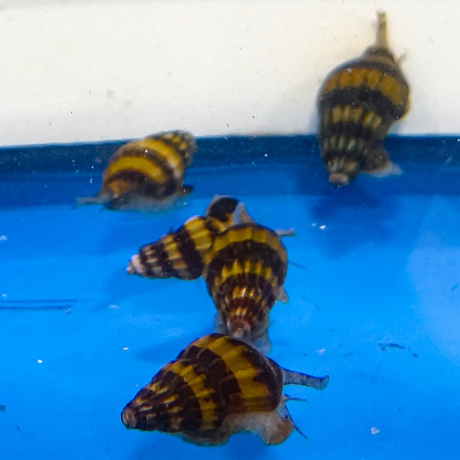 Assassin Snail