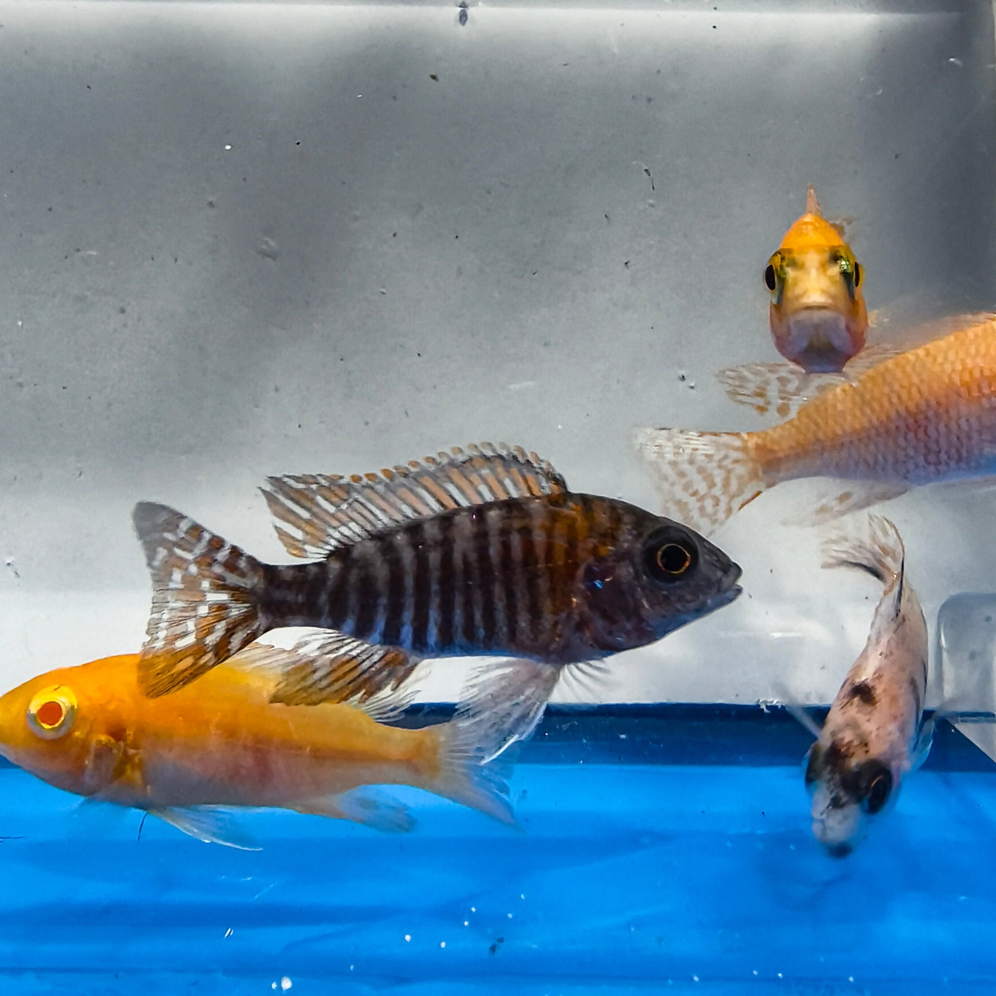 Asst Peacock Cichlid