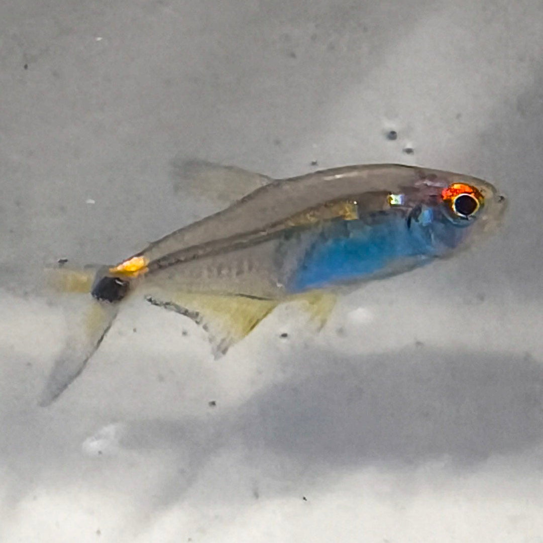Head and Tail Light Tetra