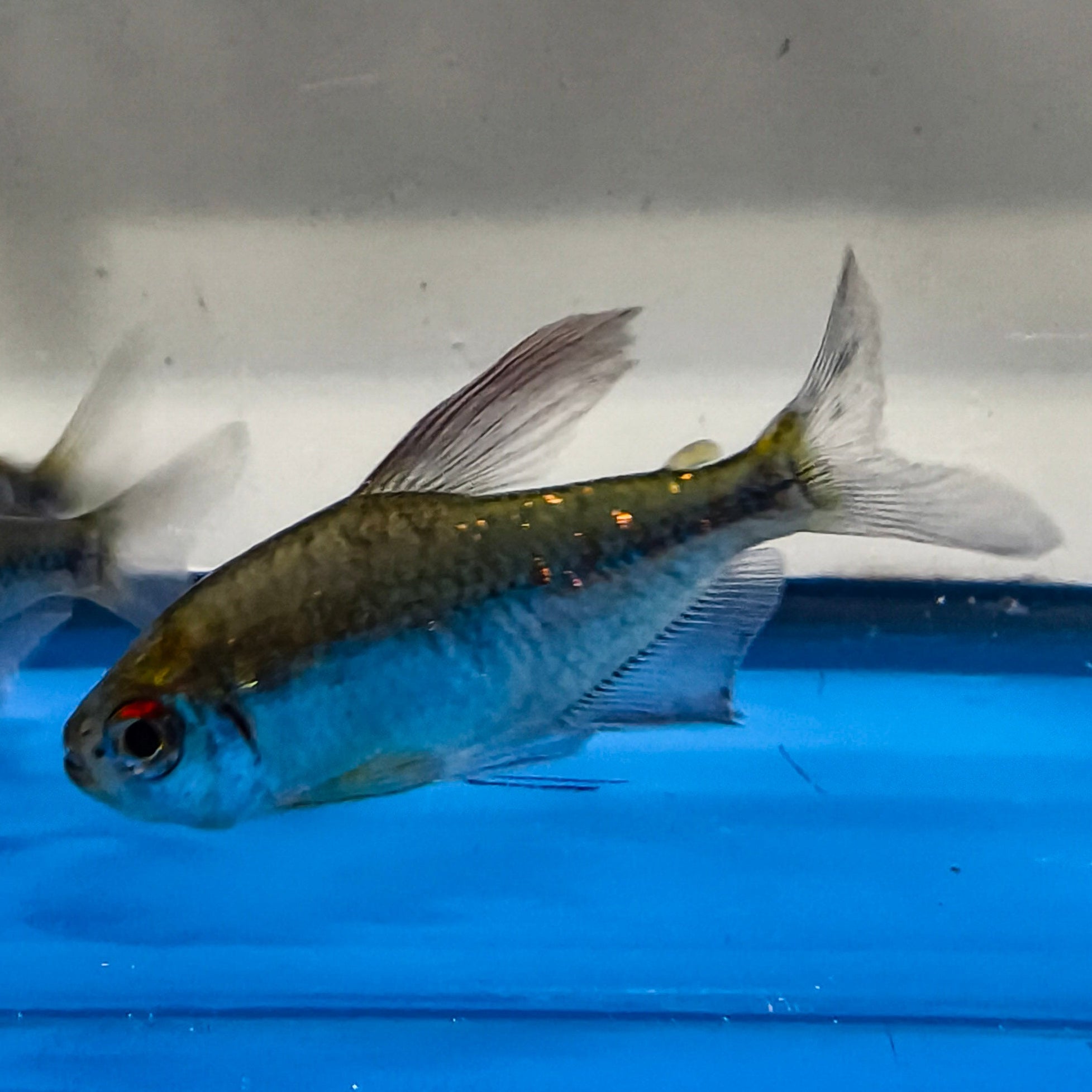Diamond Tetra