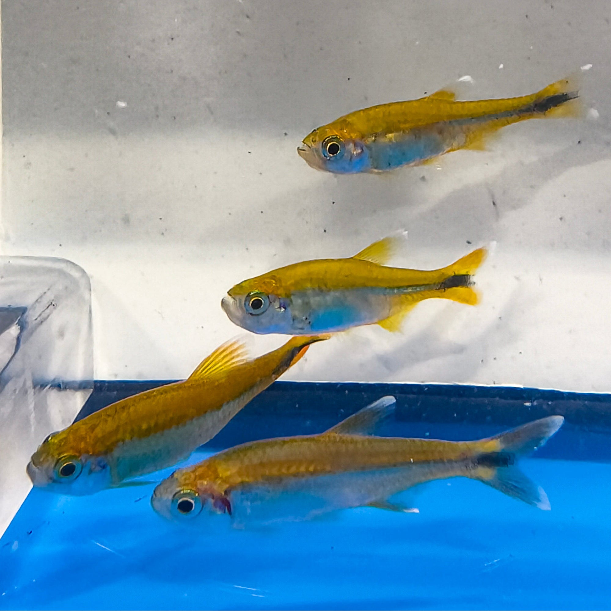 Silver Tip Tetra