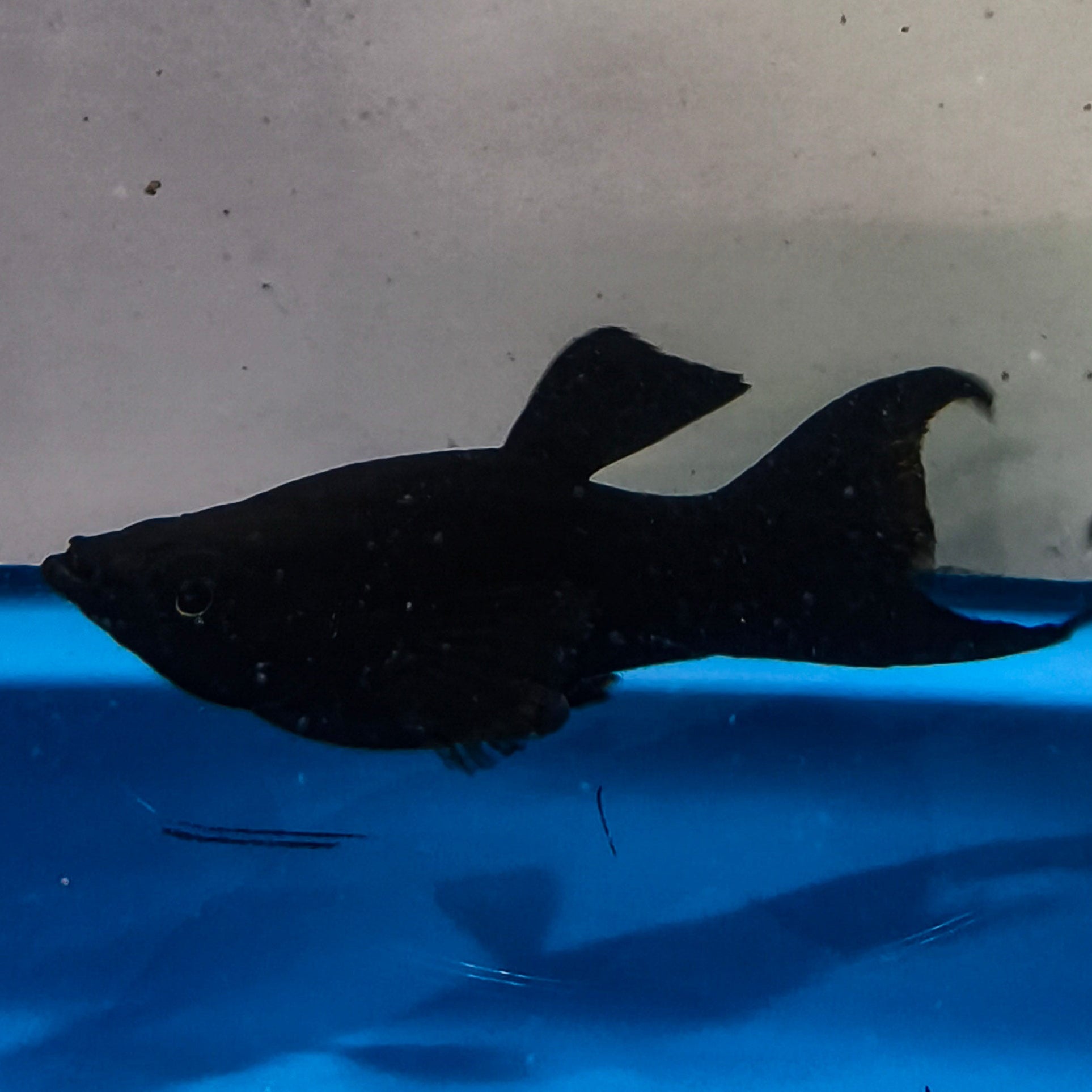 Black Lyretail Molly