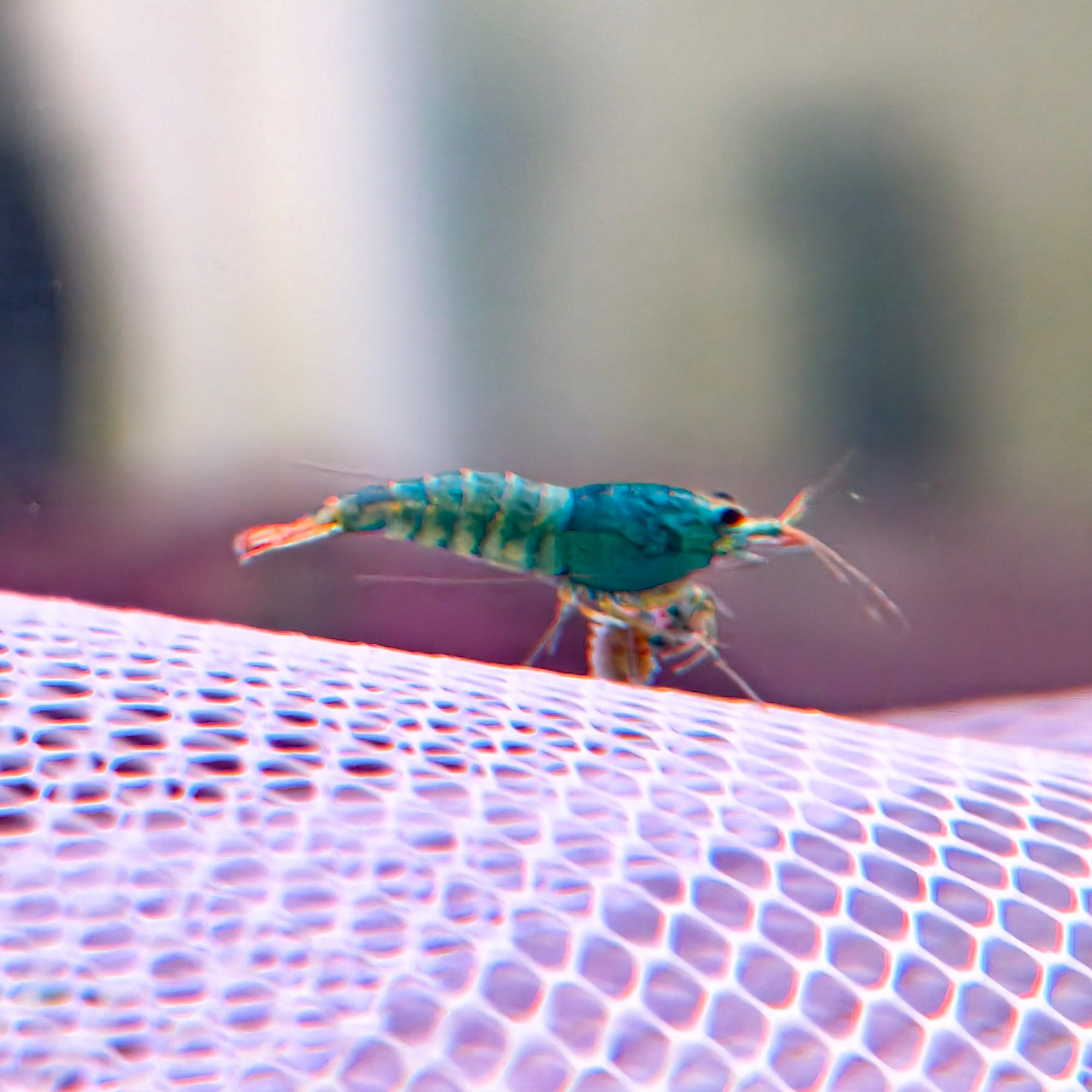 Blue Bolt Caridina Shrimp