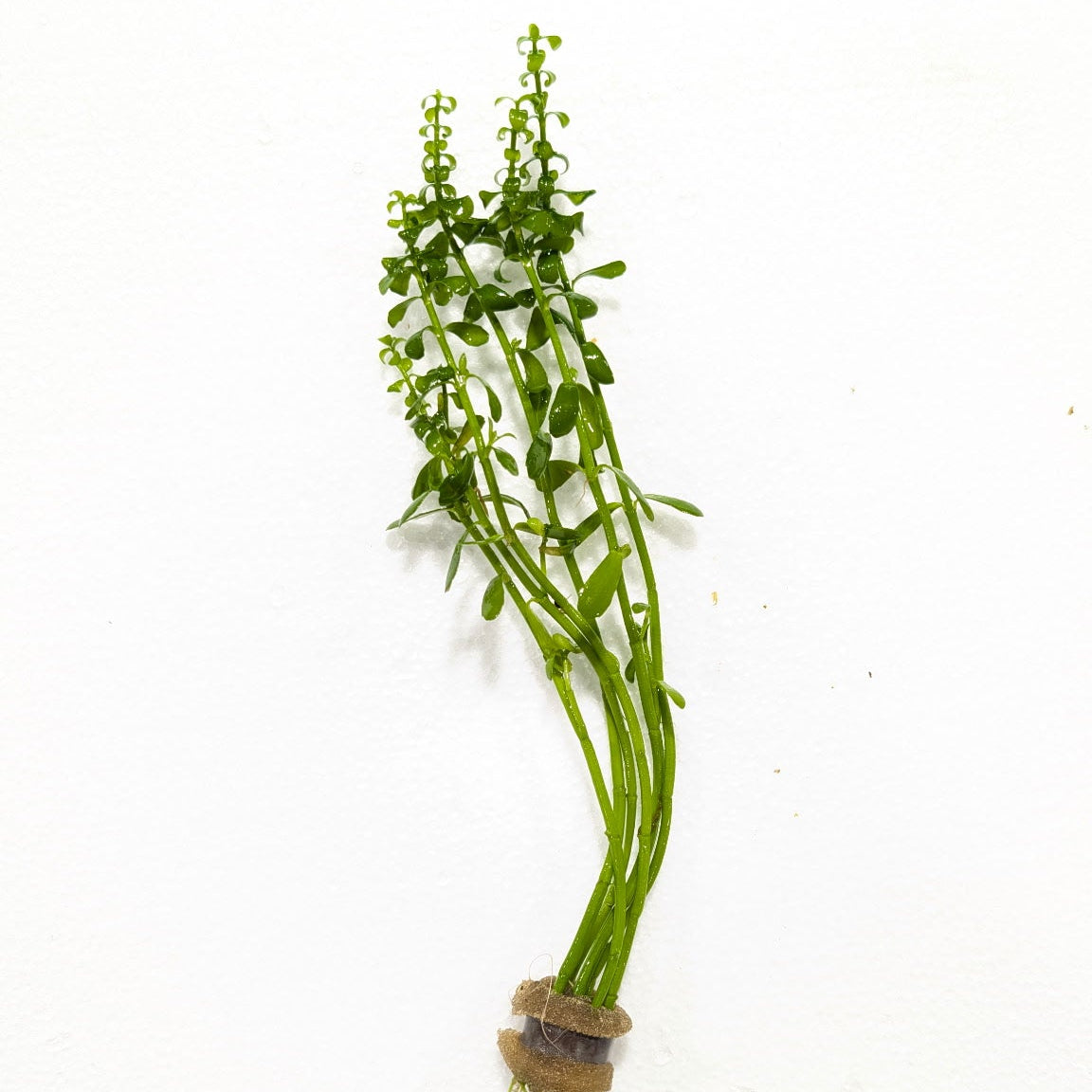 Green Bacopa