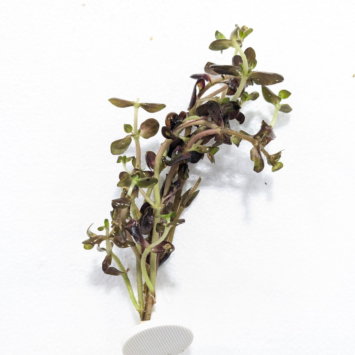 Purple Bacopa