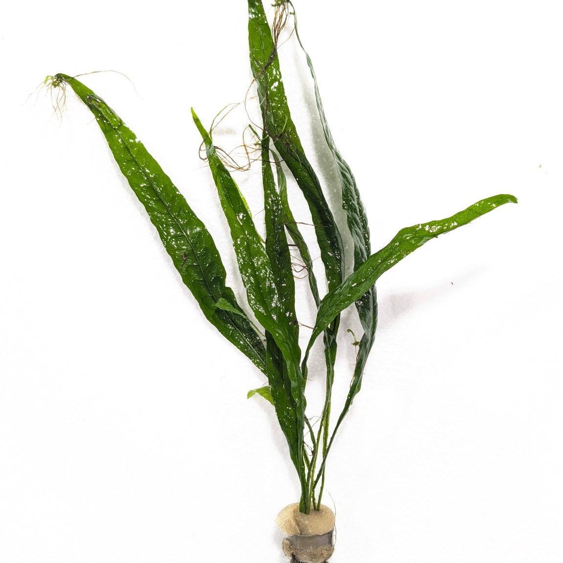 Narrow Leaf Java Fern