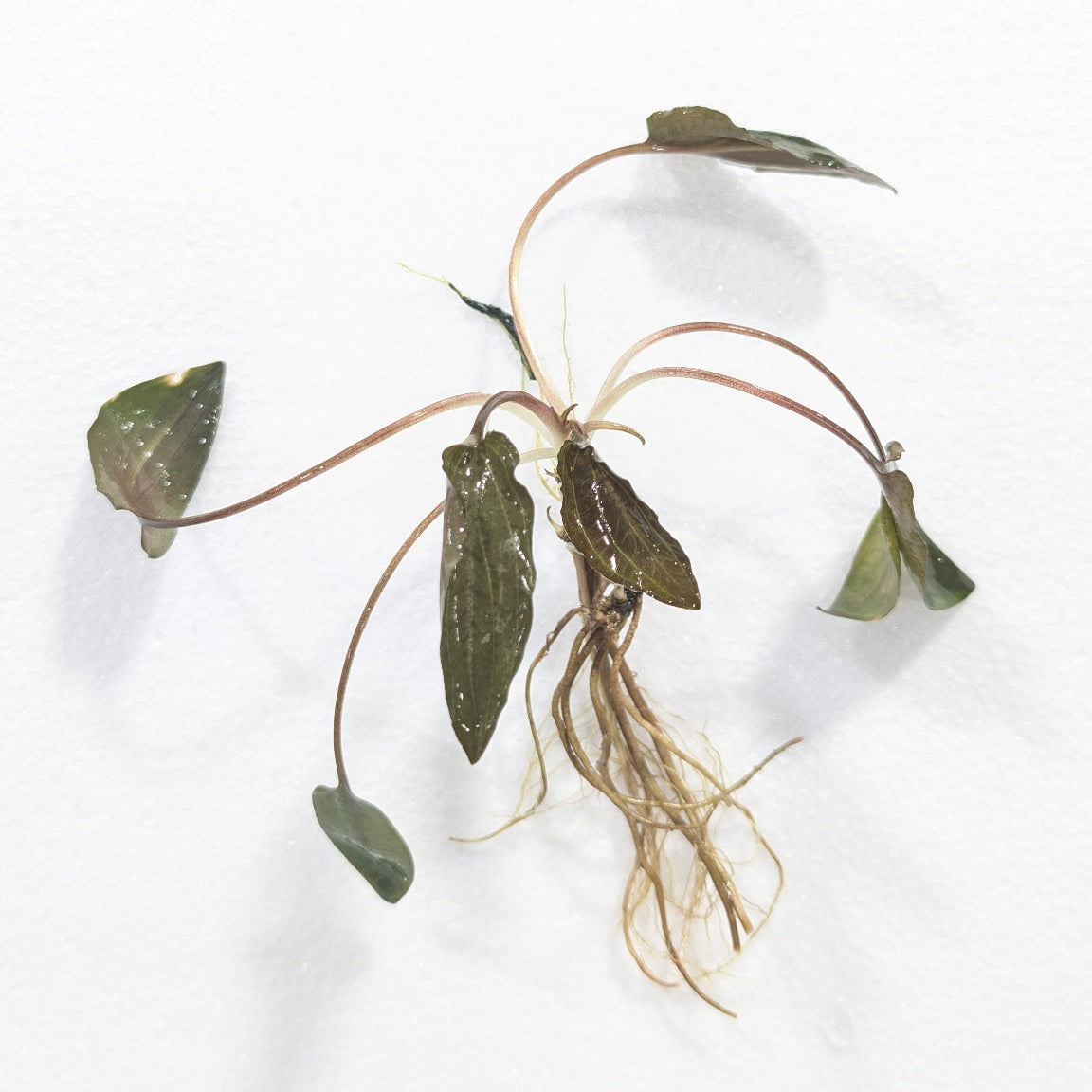 Red Cryptocoryne wendtii