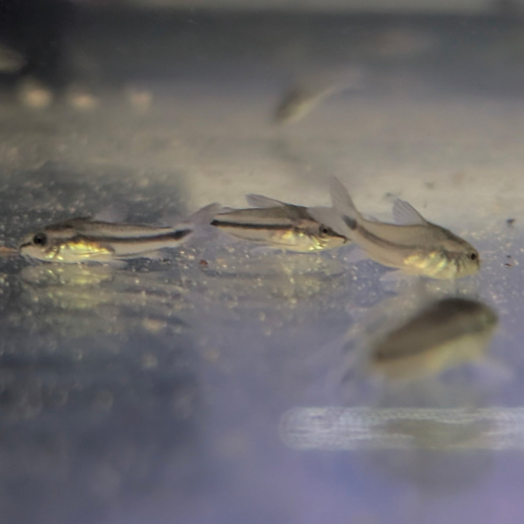 Pygmy Cory