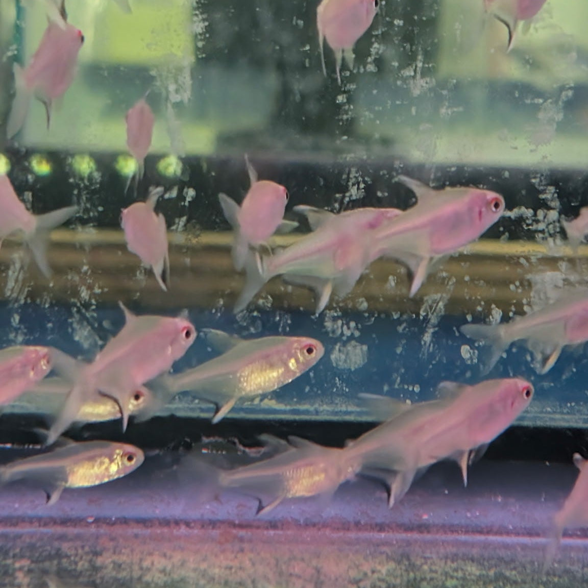 Lemon Tetras