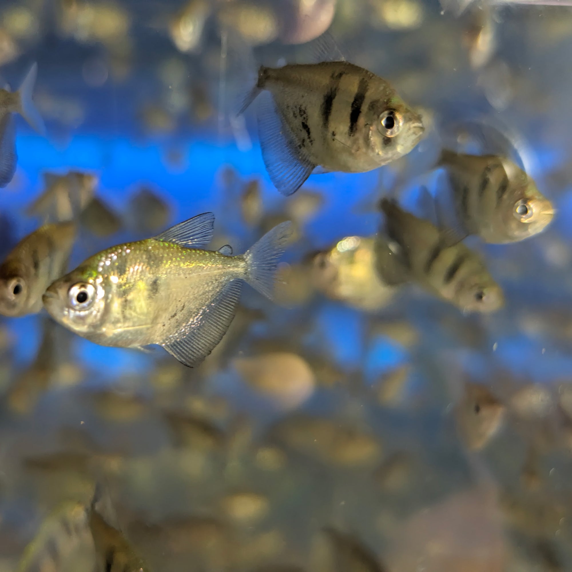 Black Skirt Tetra