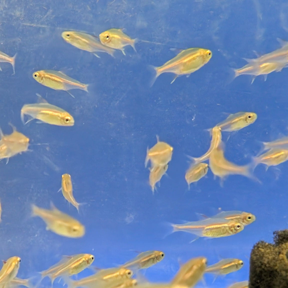 Glowlight Tetras