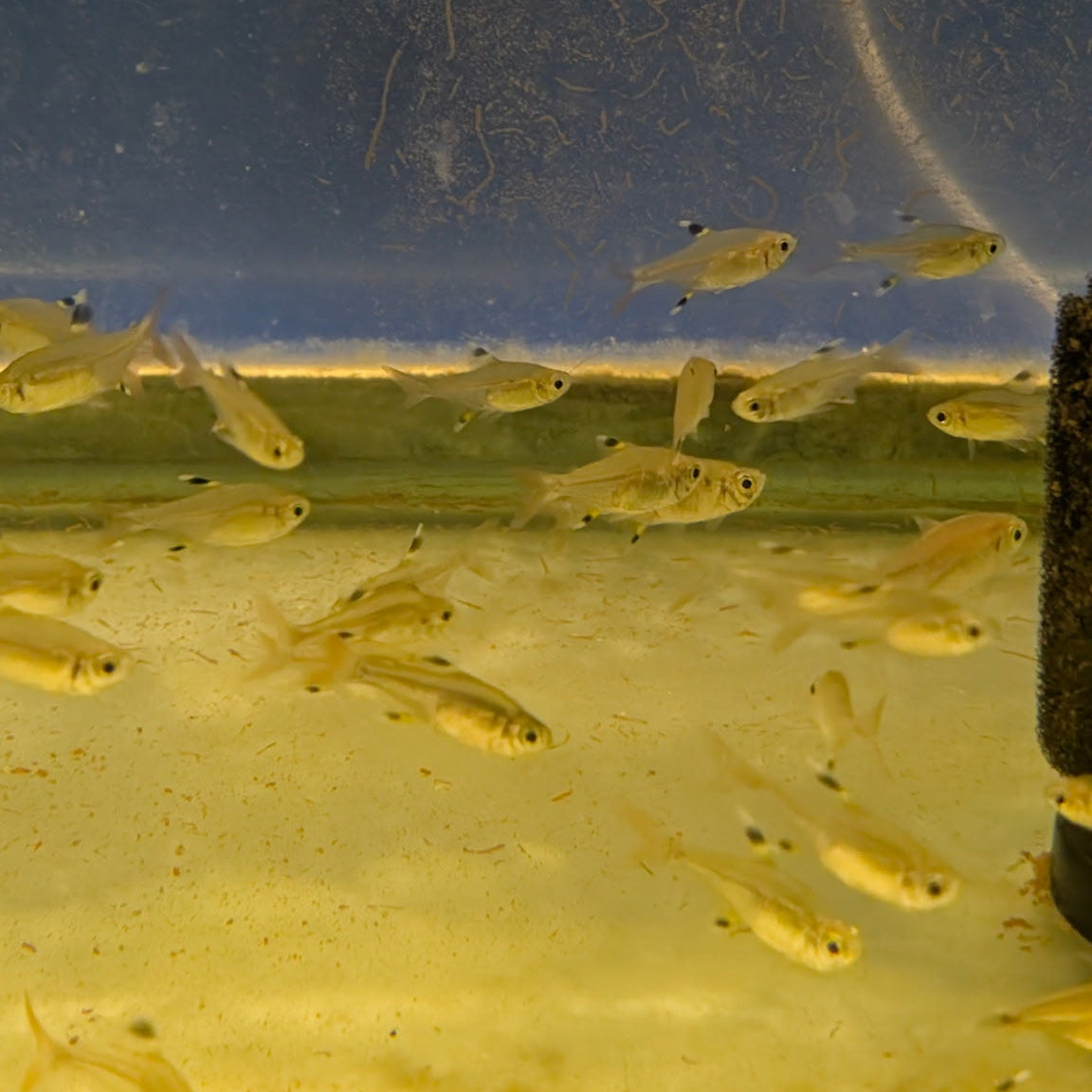 X-Ray Tetras