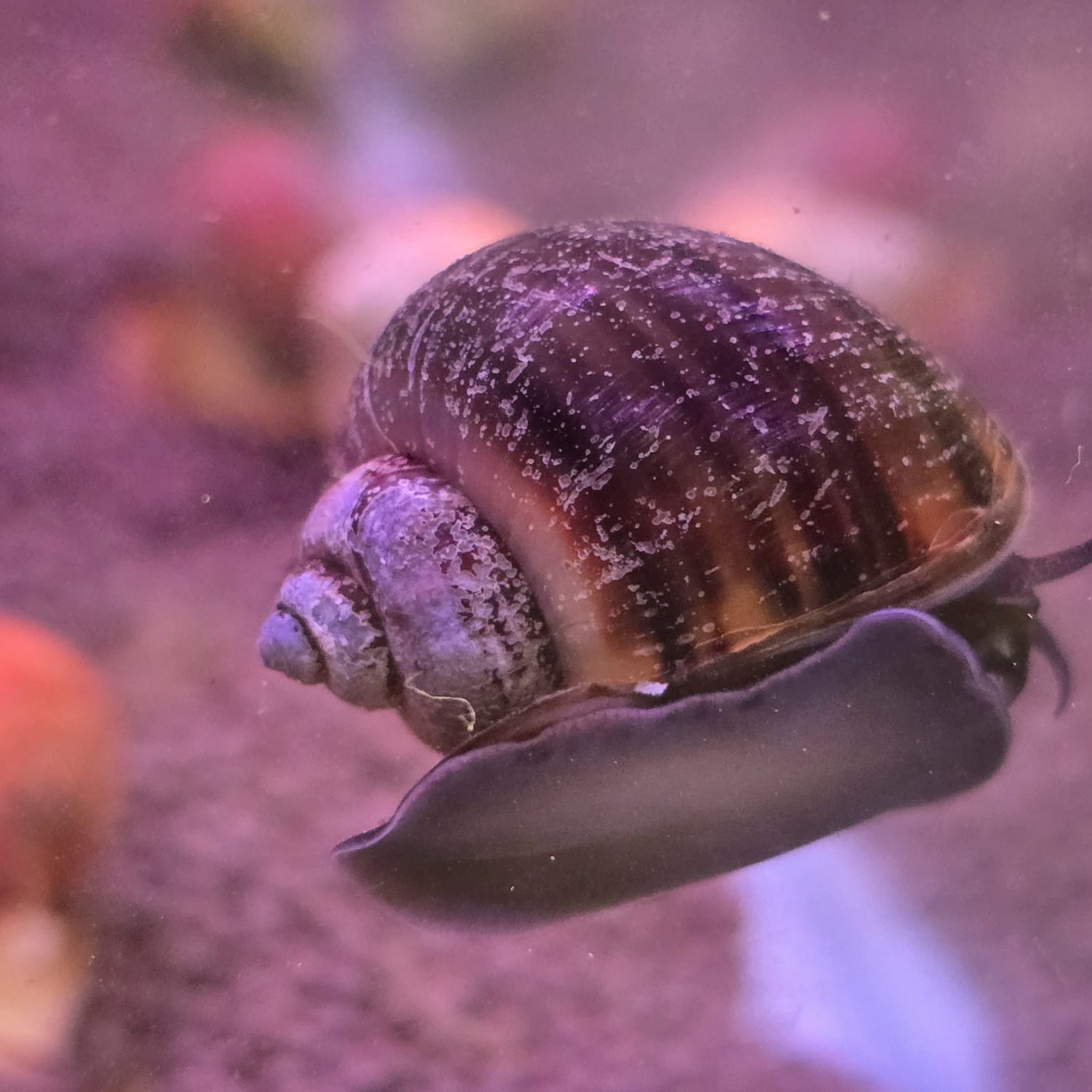 Mystery Snail - Assorted