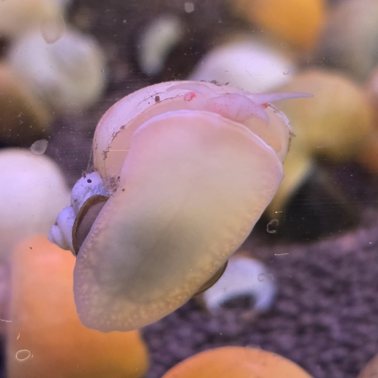 Mystery Snail - Assorted