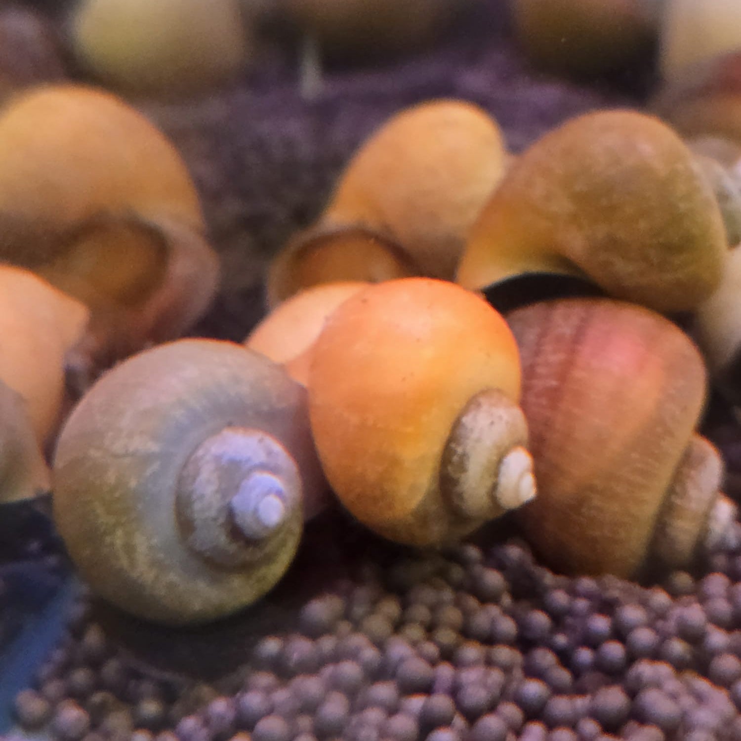 Mystery Snail - Assorted