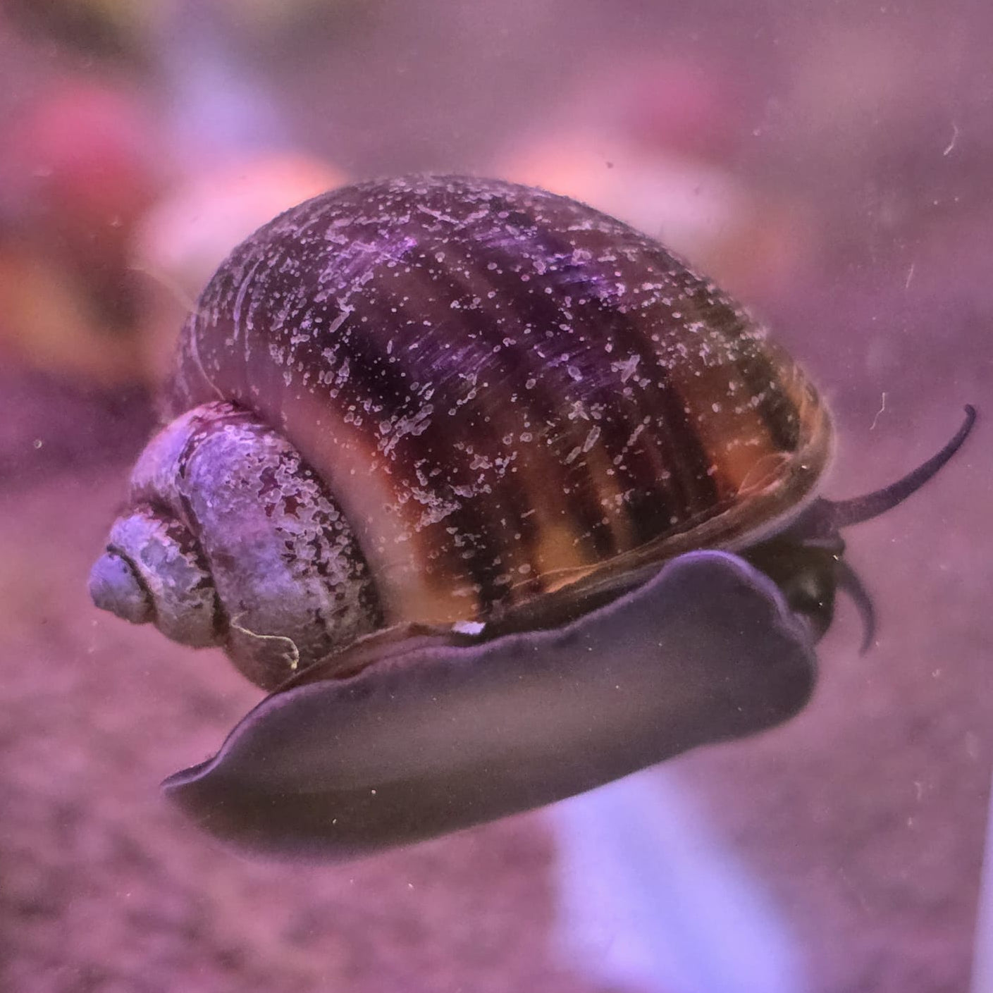 Mystery Snail - Assorted