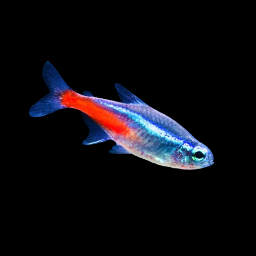 [TEN PACK] Neon Tetras - LIVE Freshwater Fish