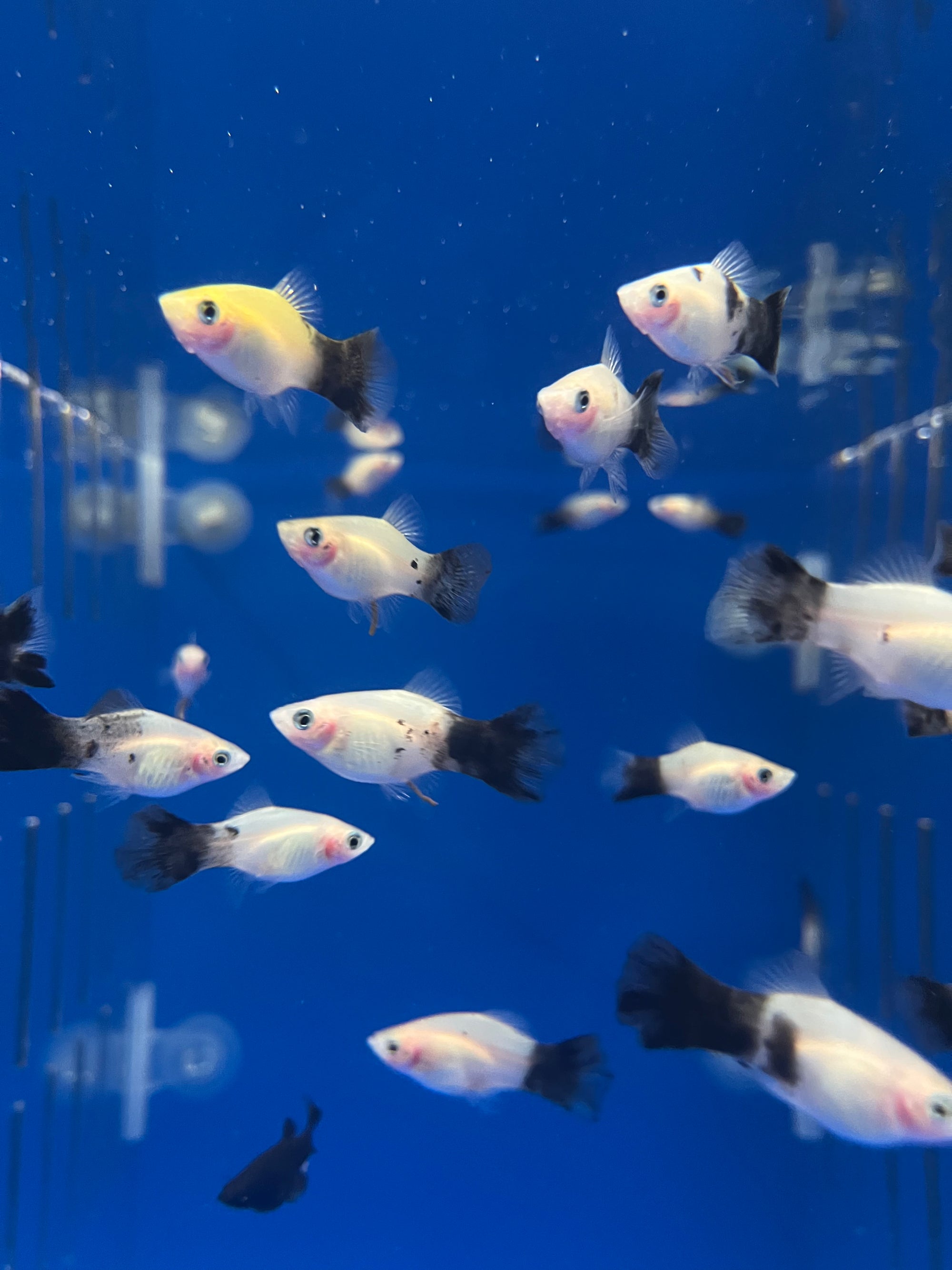 Panda Platy