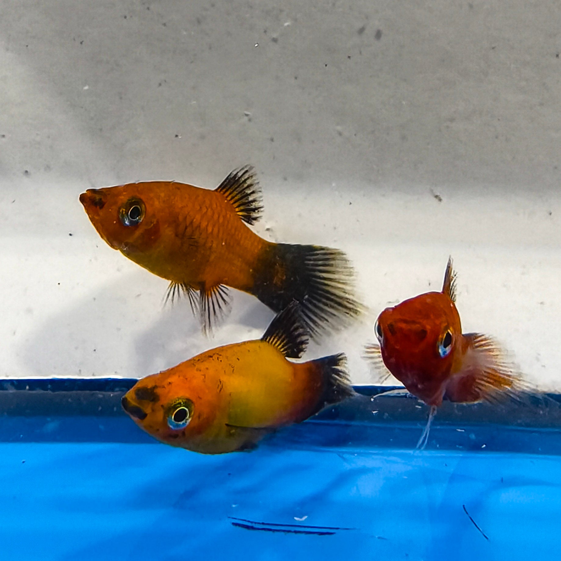 Red Platy