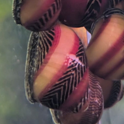 Red Racer Nerite Snail
