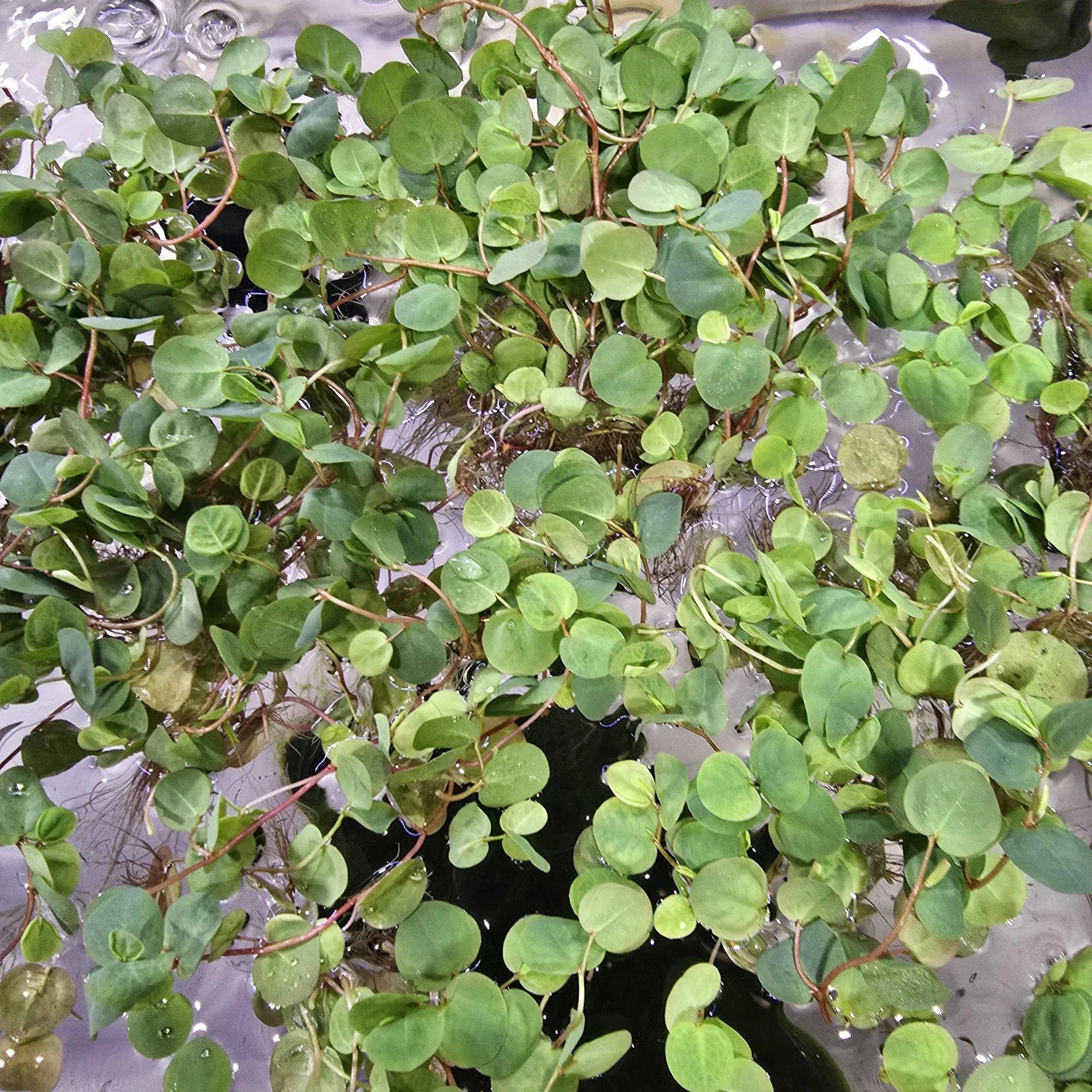 Red Root Floater