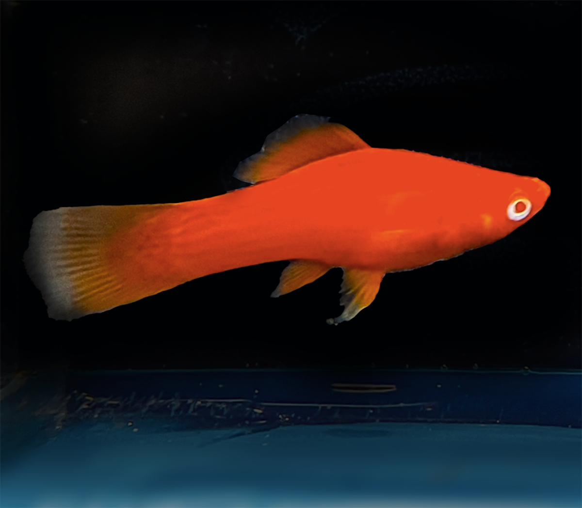 Red Albino Swordtail
