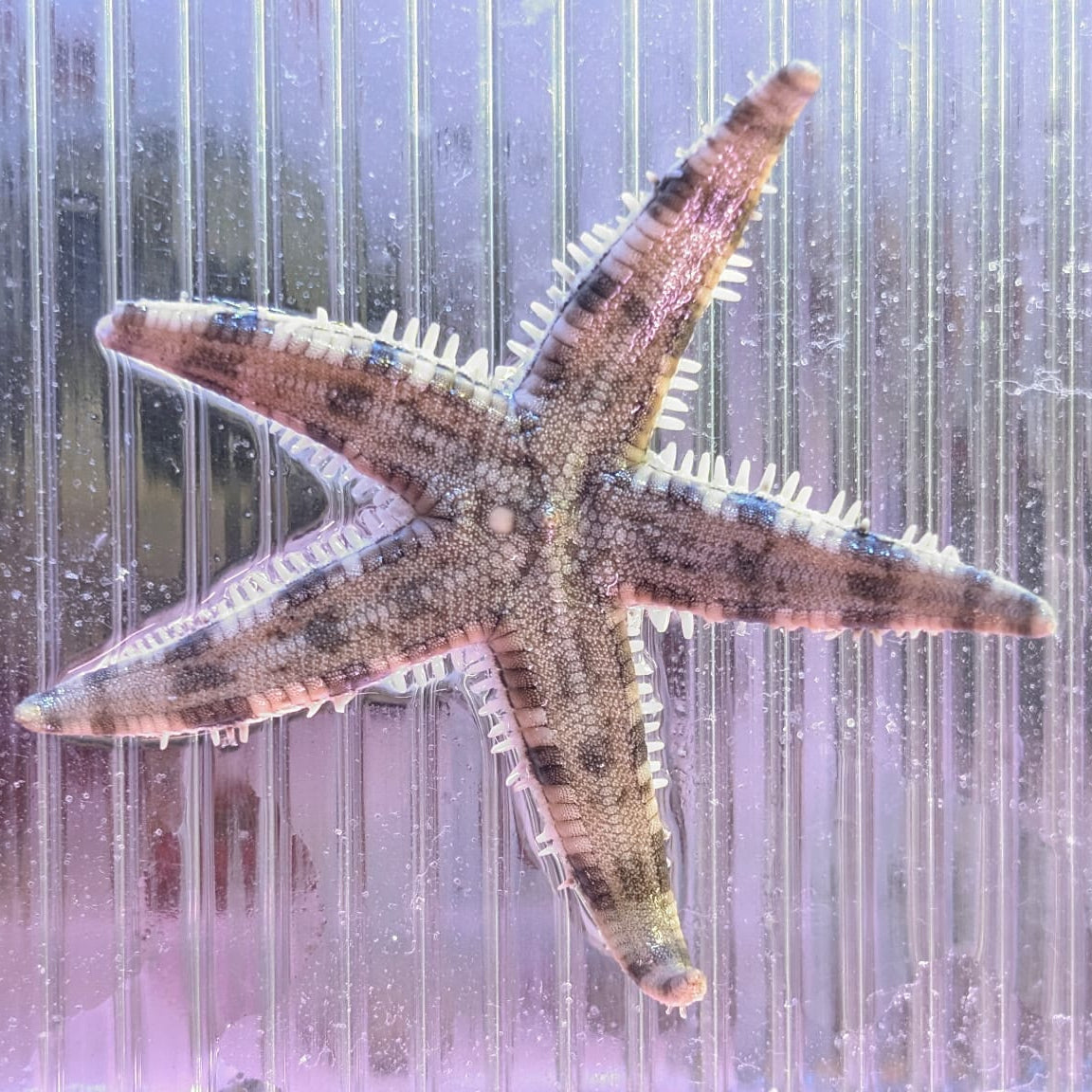 White Sand Sifting Starfish