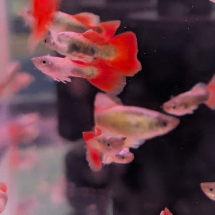 Dumbo Santa Claus Guppies - Male