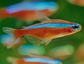 Cardinal Tetra
