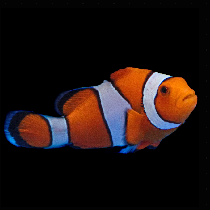Ocellaris Clownfish (Captive-Bred)