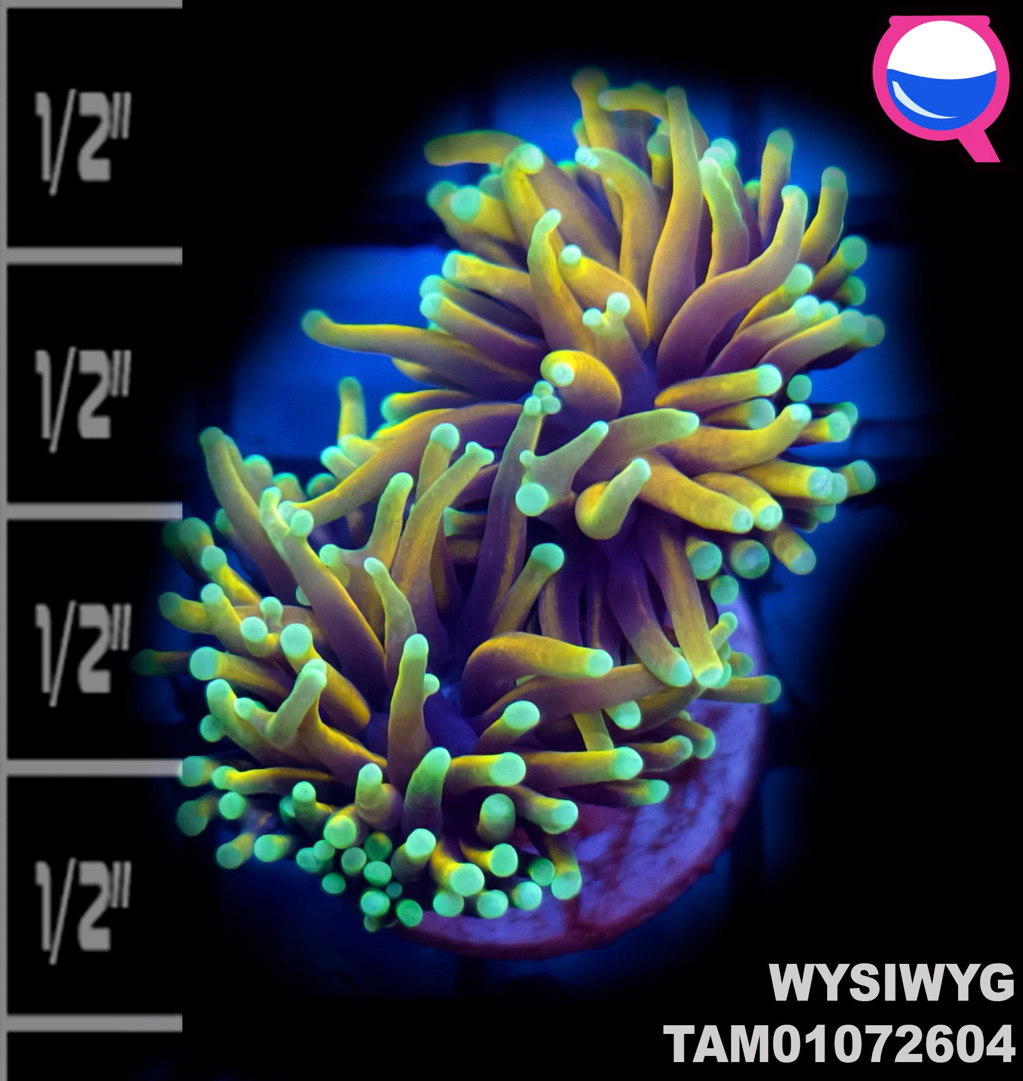 WYSIWYG Dragon Soul Gold Torch