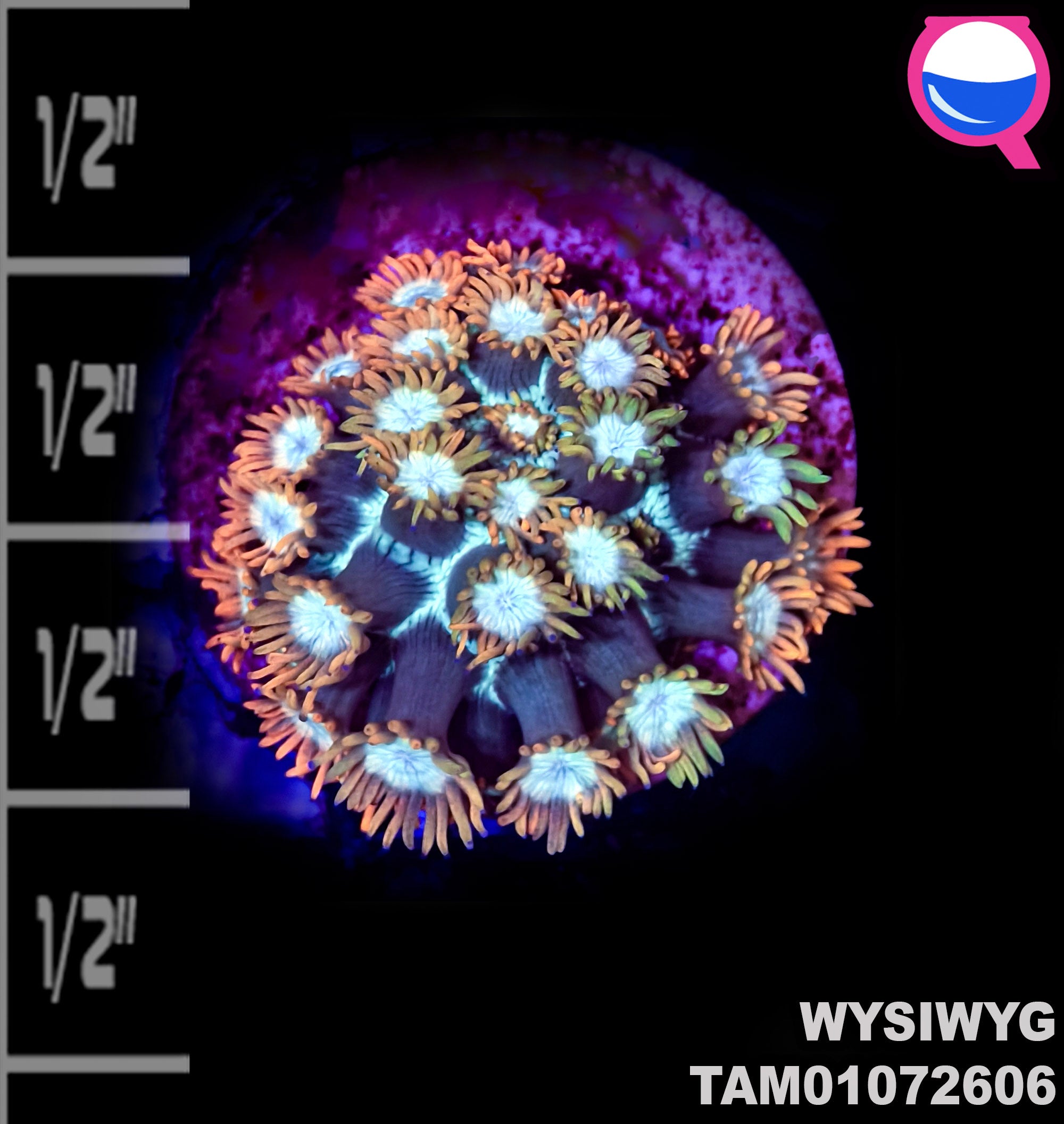 WYSIWYG Toxic Blastomussa & Goniopora Mega Pack!