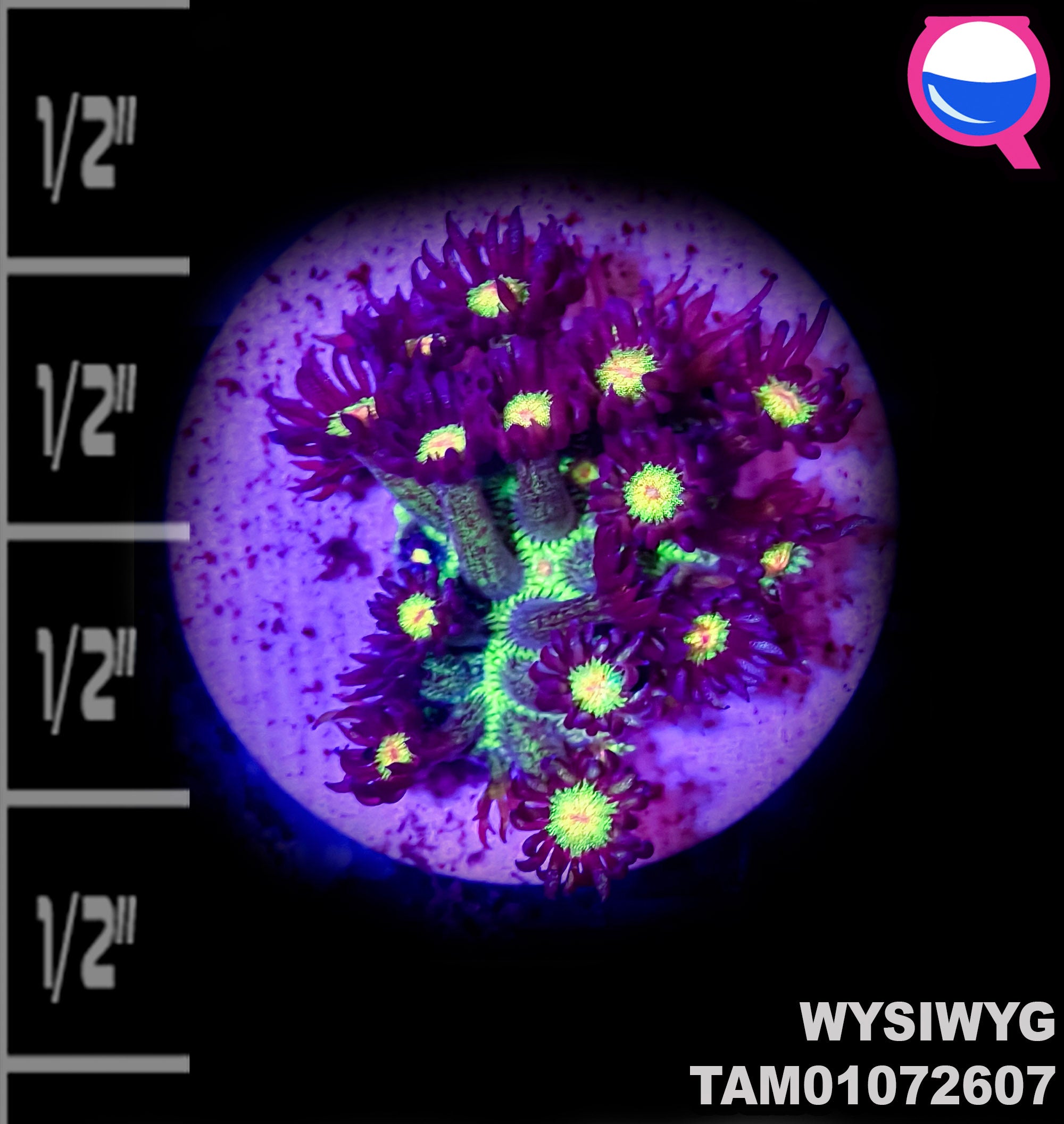 WYSIWYG Toxic Blastomussa & Goniopora Mega Pack!
