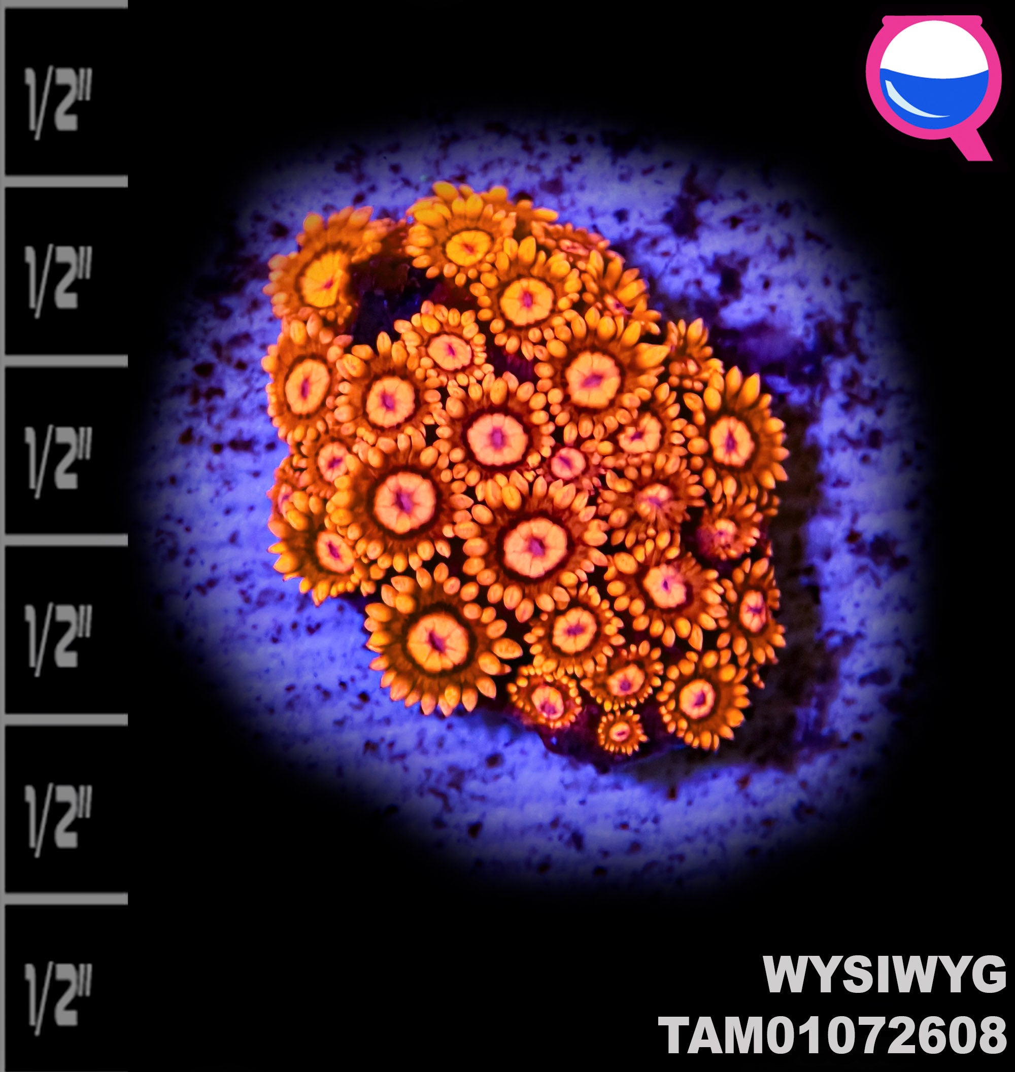 WYSIWYG Toxic Blastomussa & Goniopora Mega Pack!
