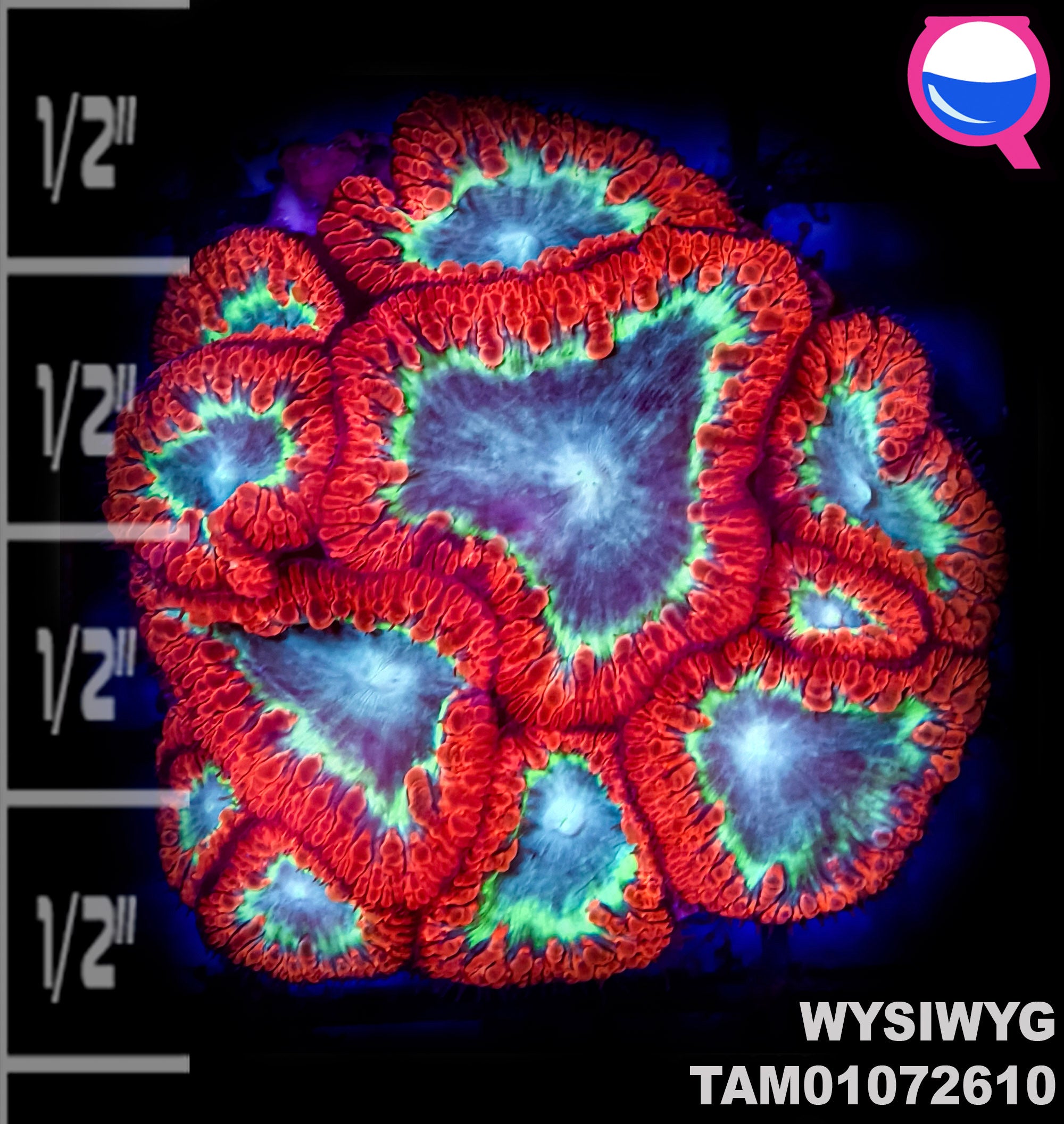 WYSIWYG Crazy Red and Green Blastomussa wellsi