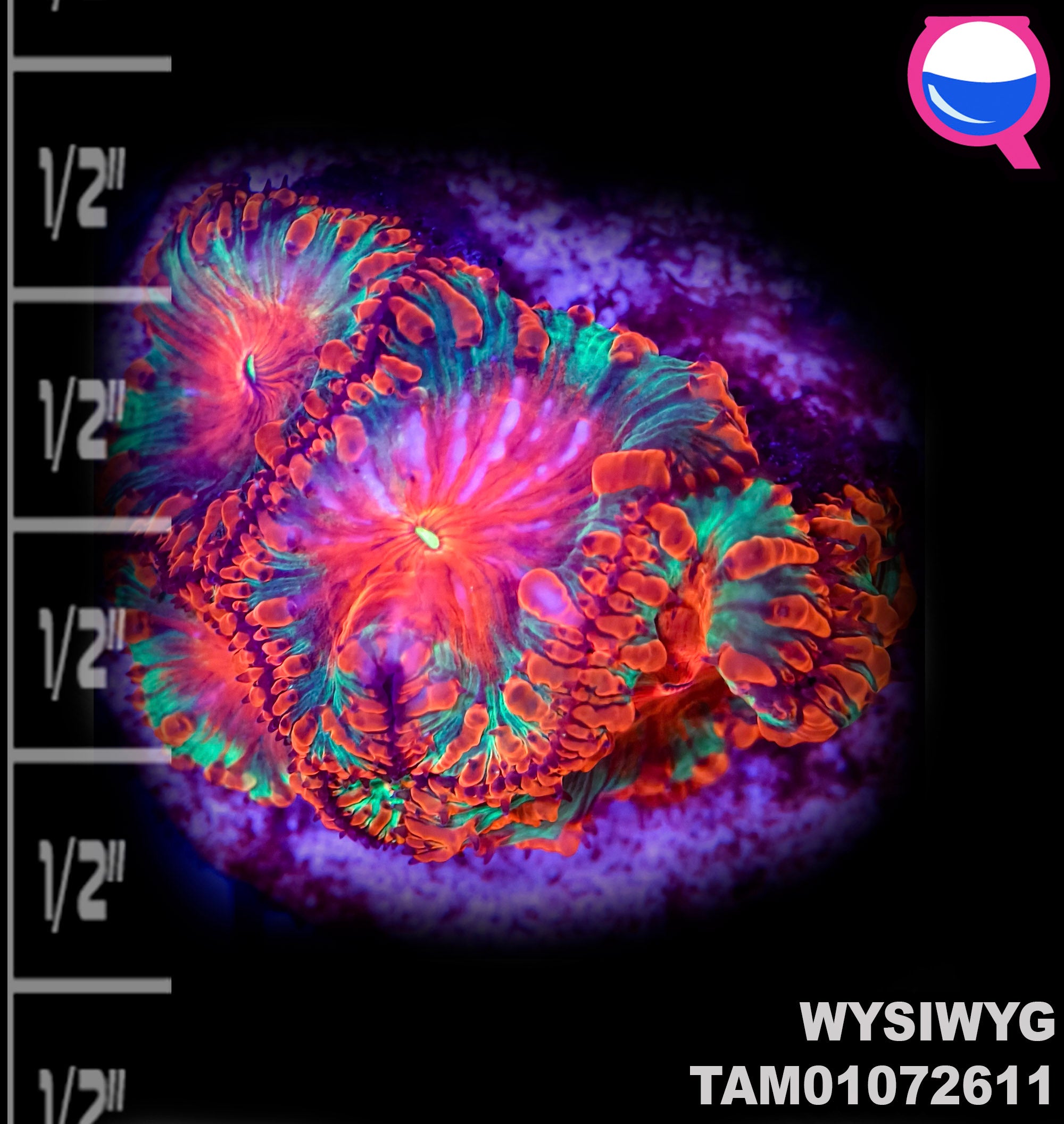 WYSIWYG Crazy Red and Green Blastomussa wellsi