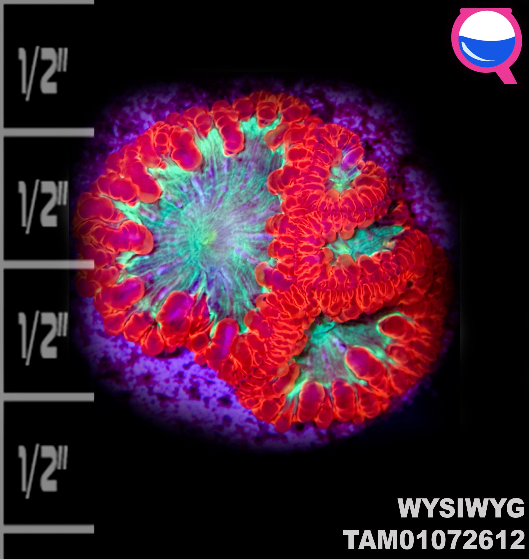 WYSIWYG Toxic Blastomussa & Goniopora Mega Pack!