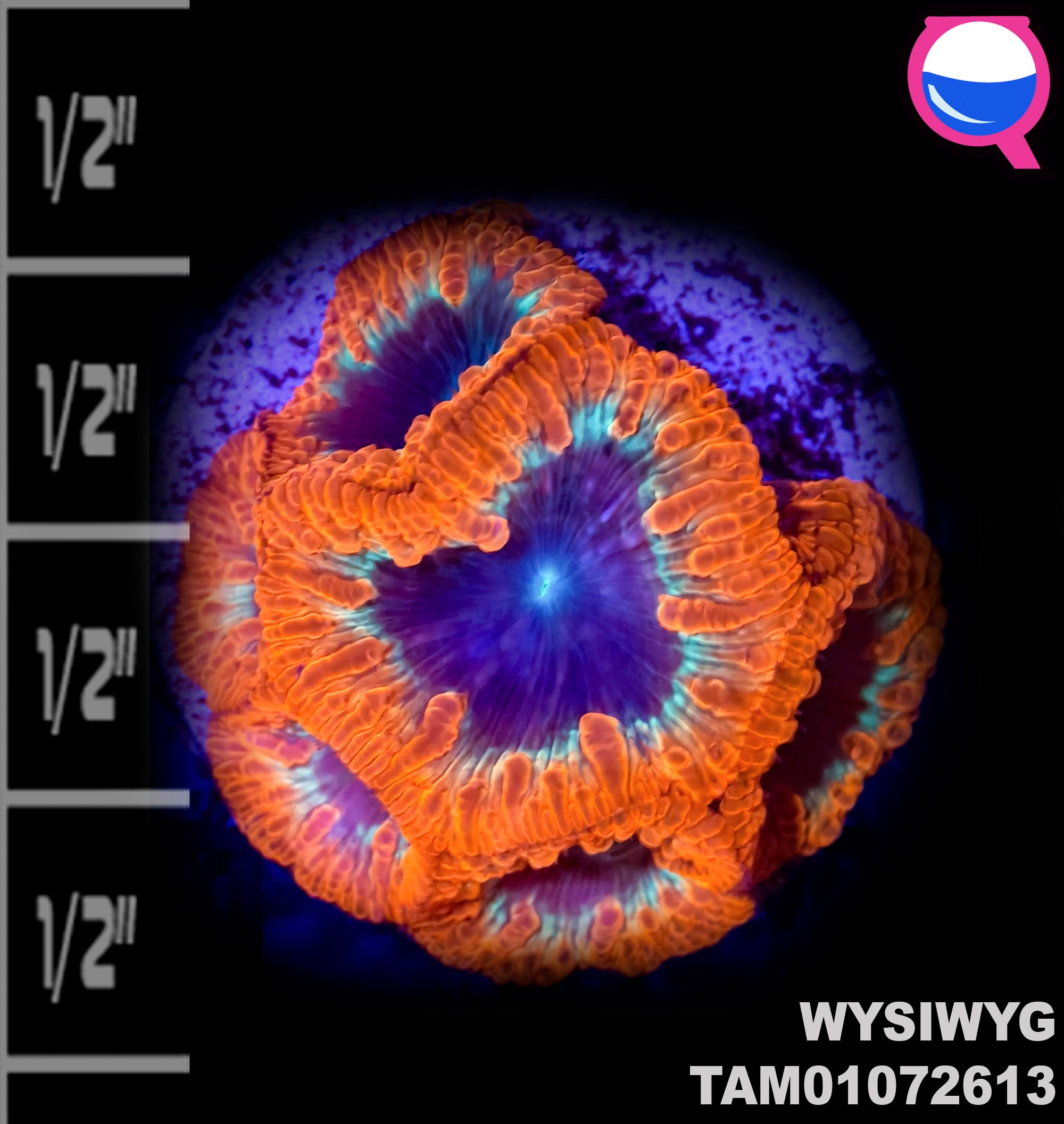 WYSIWYG Crazy Red, Green, and Blue Blastomussa wellsi