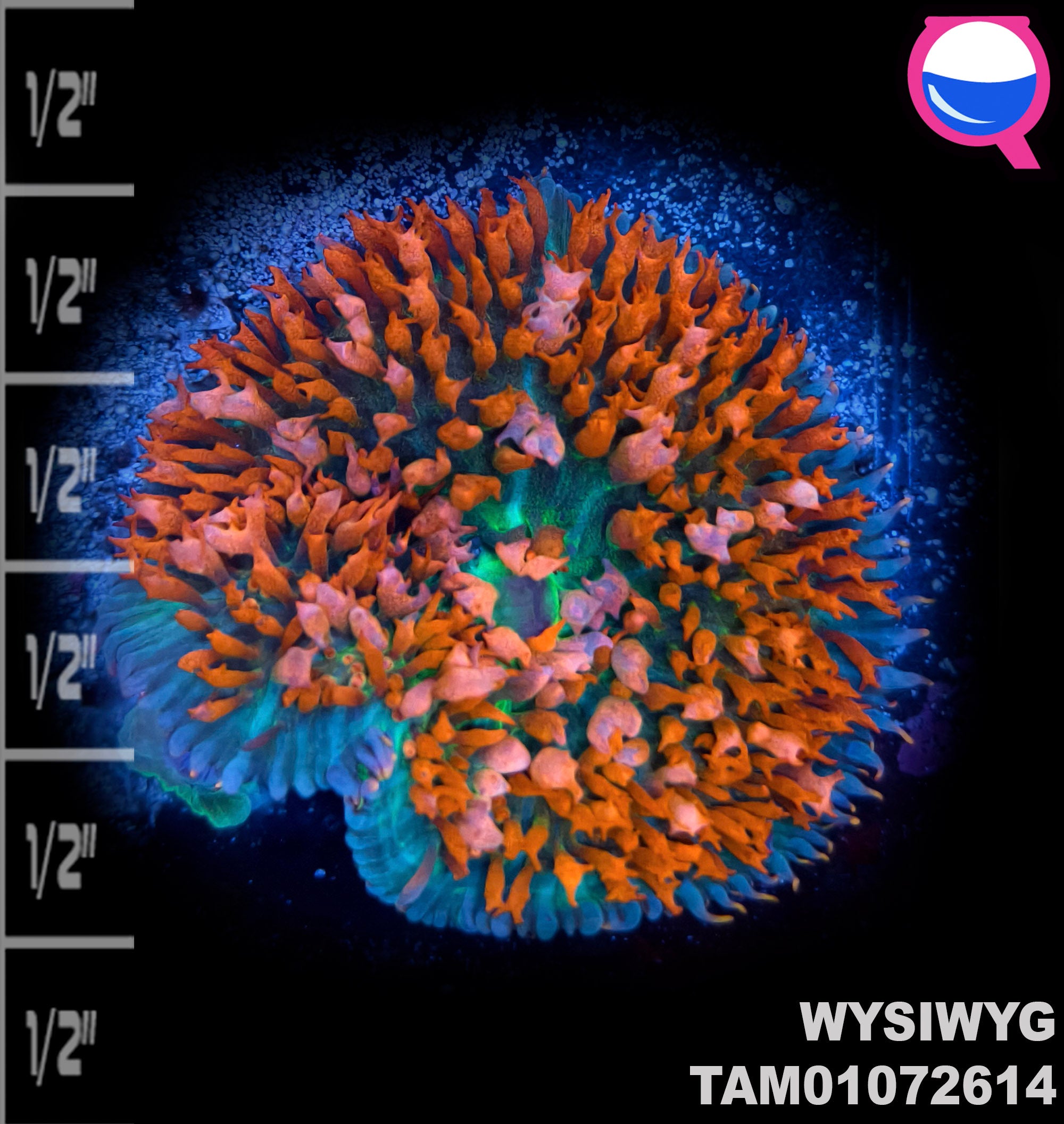 WYSIWYG MEGA Ultra Color St. Thomas Mushroom Soft Coral