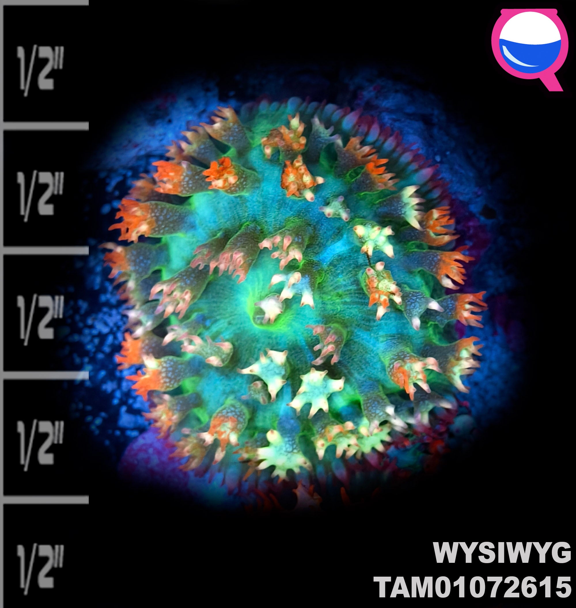 WYSIWYG MEGA Ultra 2 Color Green Red St. Thomas Mushroom Soft Coral