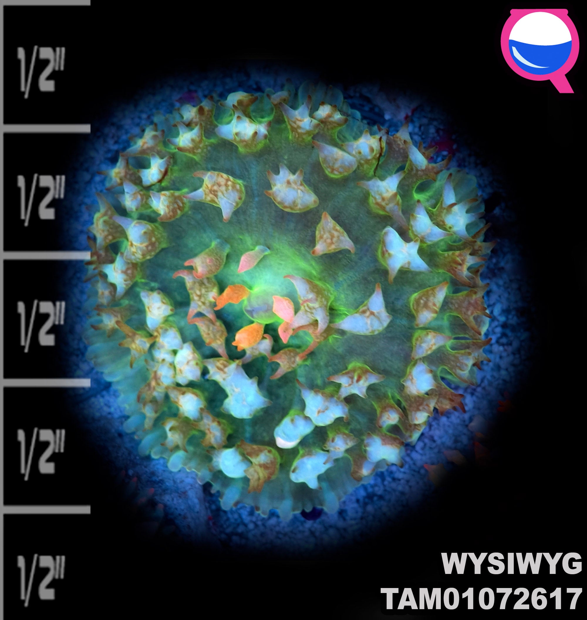 WYSIWYG Orange Green St Thomas Mushroom Soft Coral