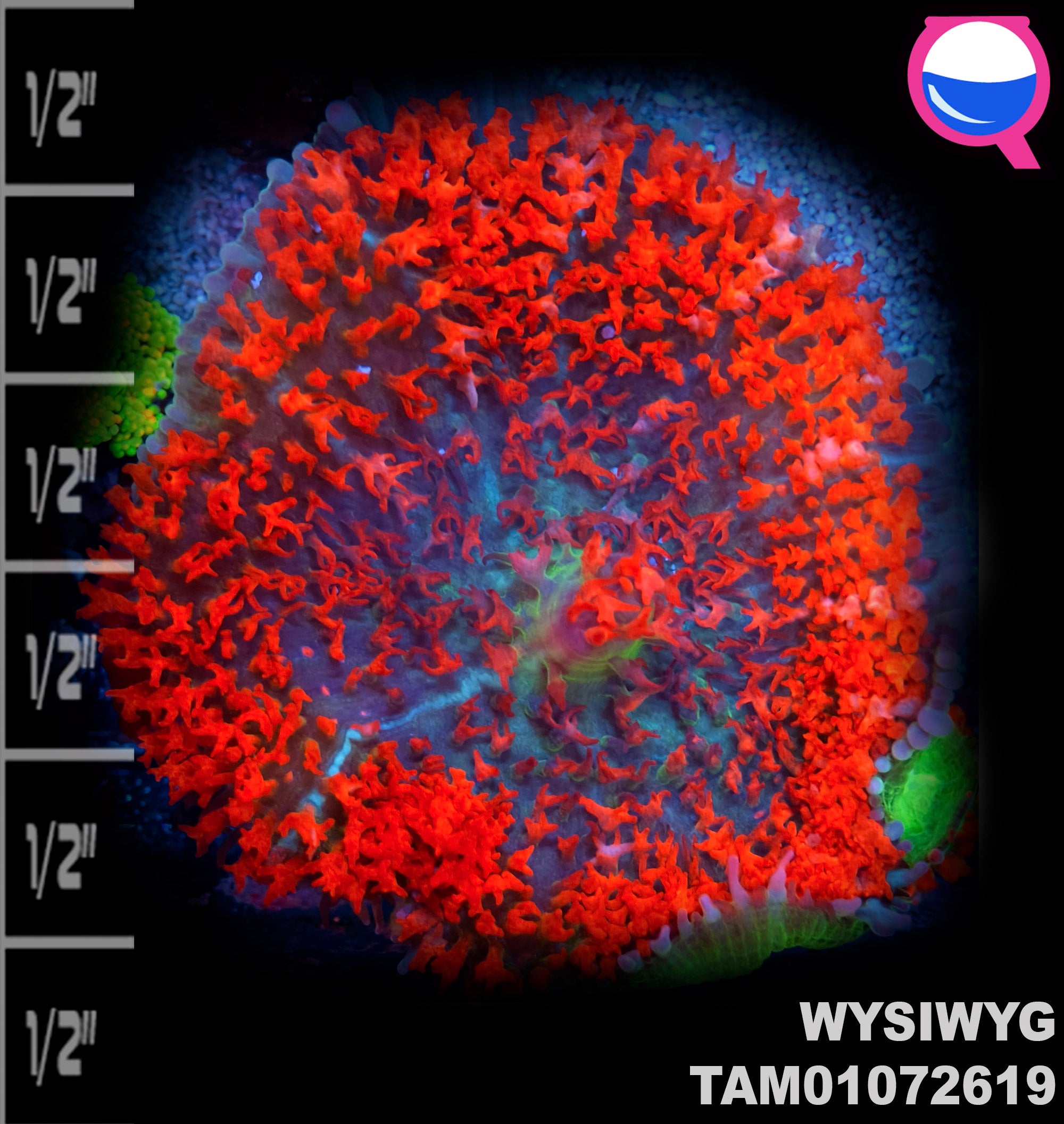 WYSIWYG SUPER Ultra Red St. Thomas Mushroom Soft Coral